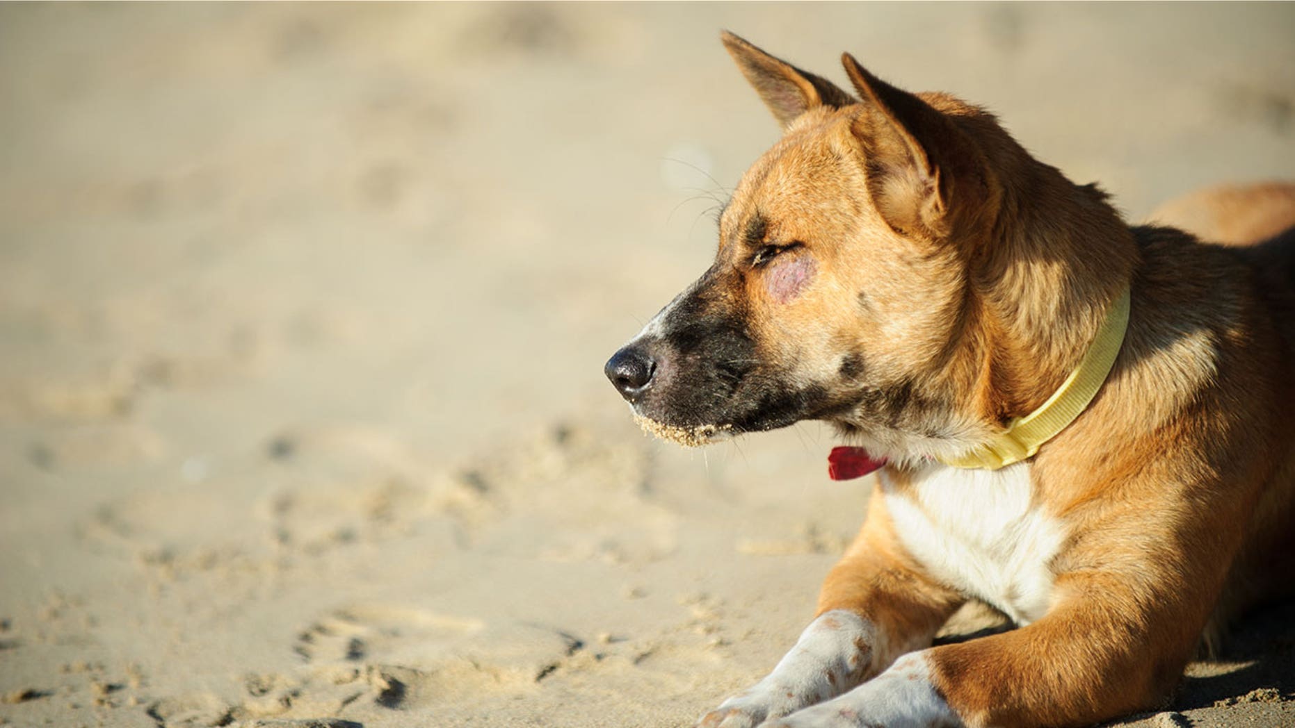 Certain vendors in Bali have been selling beachgoers dog meat, according to an Australian news outlet.