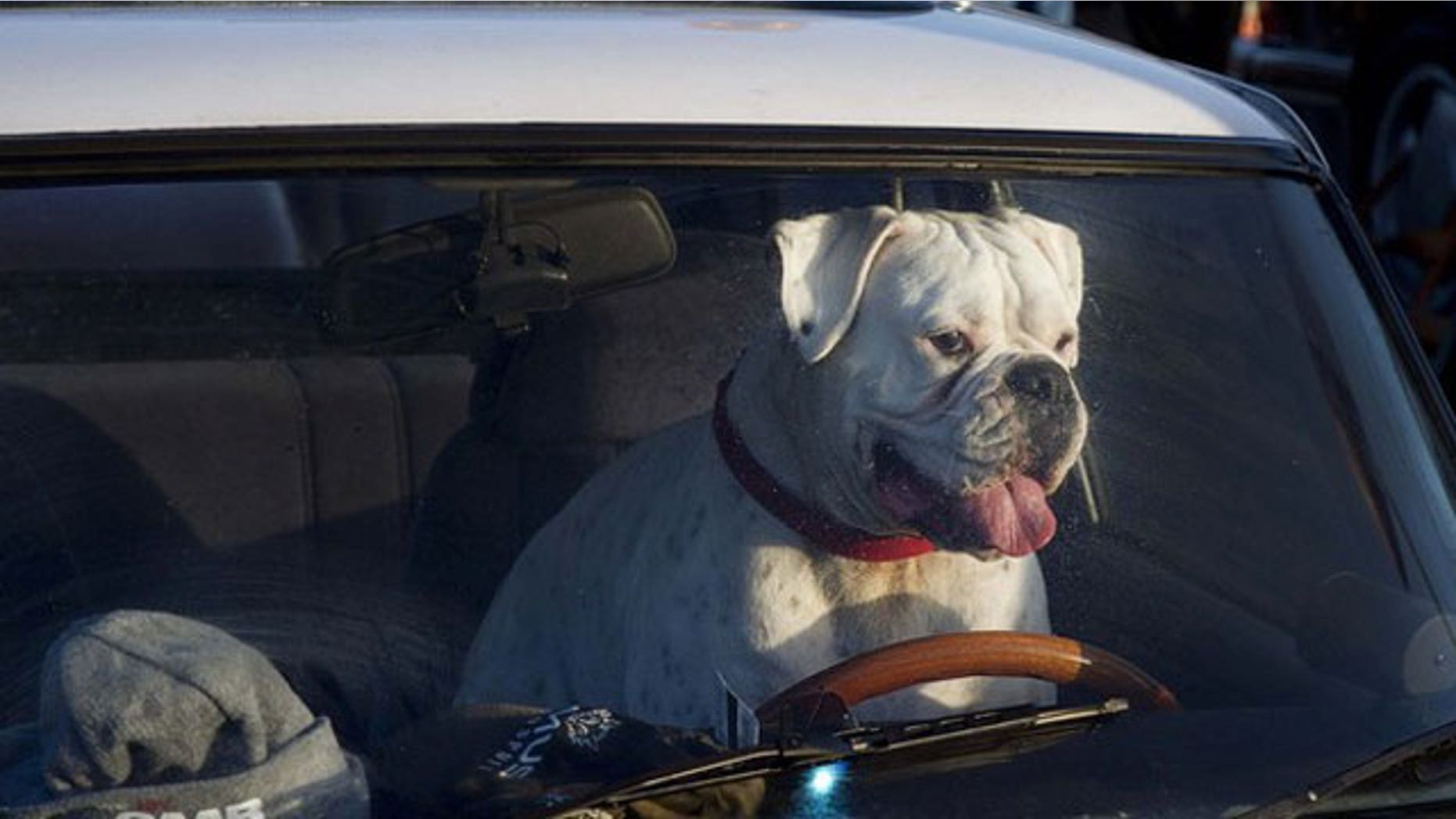 AAA study finds that Driving with Pets in your car is just as distracting as texting.