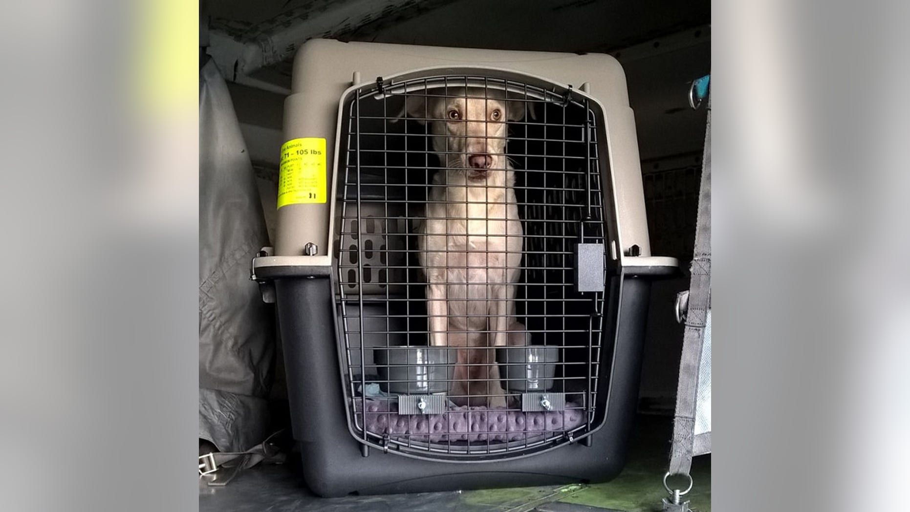Authorities said heroin was found hidden in a false bottom inside this dog crate at Kennedy Airport.