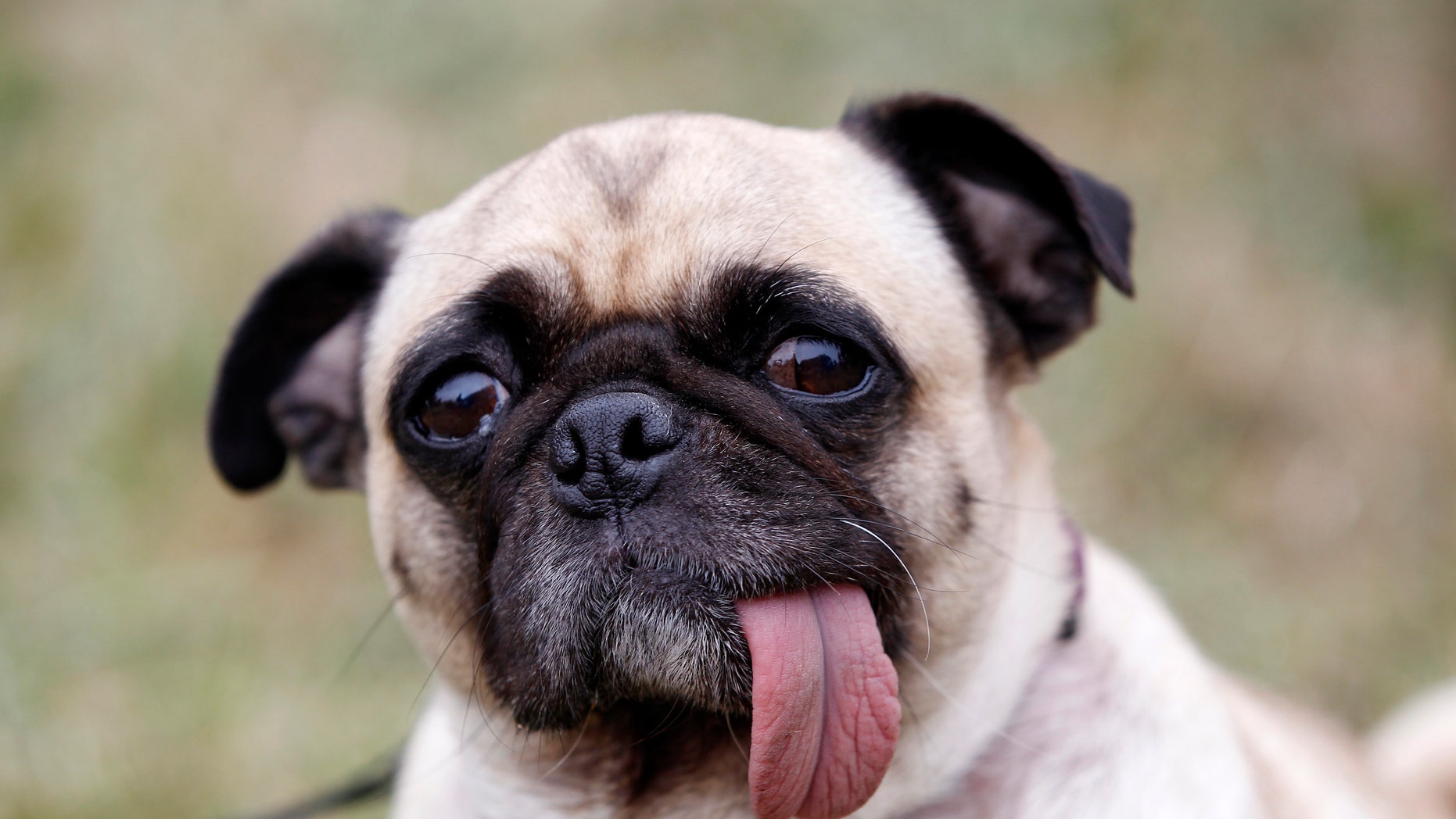 Daisy, a nine-year-old Pug, is seen during the 24th annual World's Ugliest Dog Contest at the Sonoma-Marin Fair in Petaluma, California, June 22, 2012. REUTERS/Stephen Lam (UNITED STATES - Tags: ANIMALS SOCIETY)