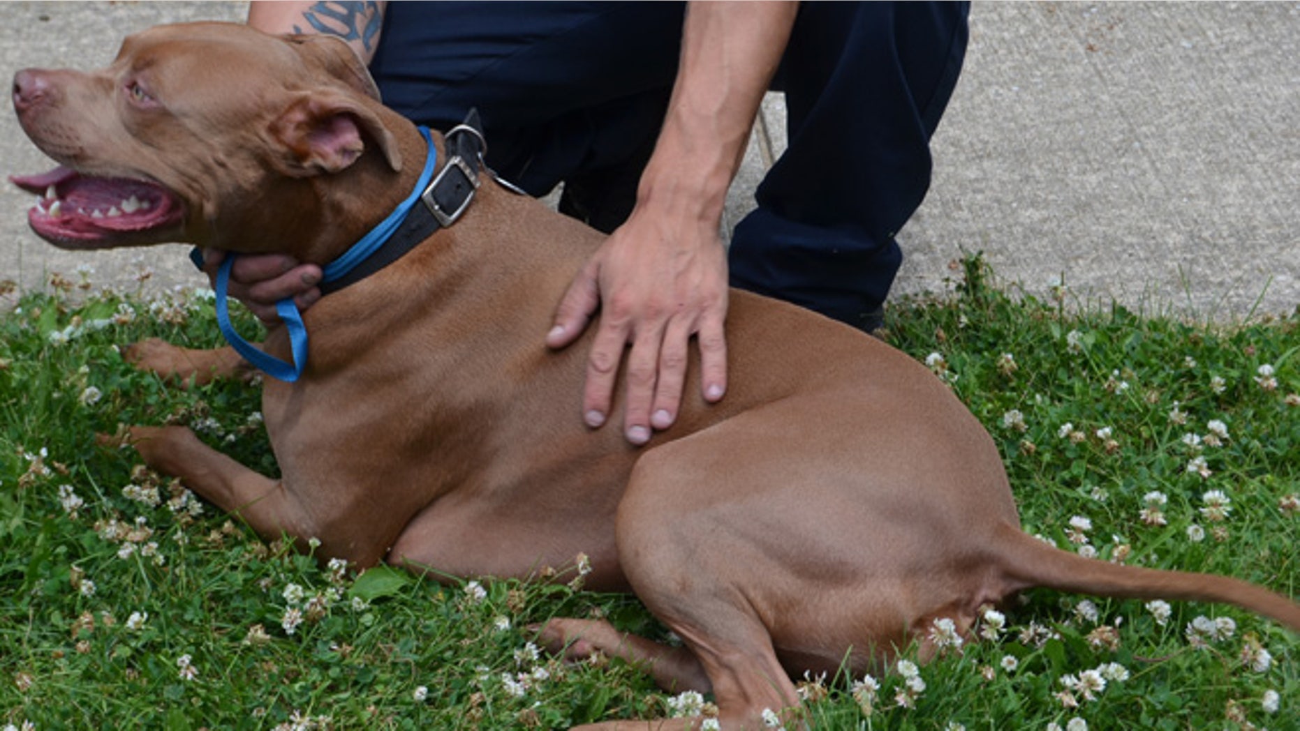 This photo shows Ace, a pit bull, resting outside the home of Lindsay and James Bernard of Indianapolis after the home caught fire on July 16, 2014. (AP/Indianapolis Fire Department)