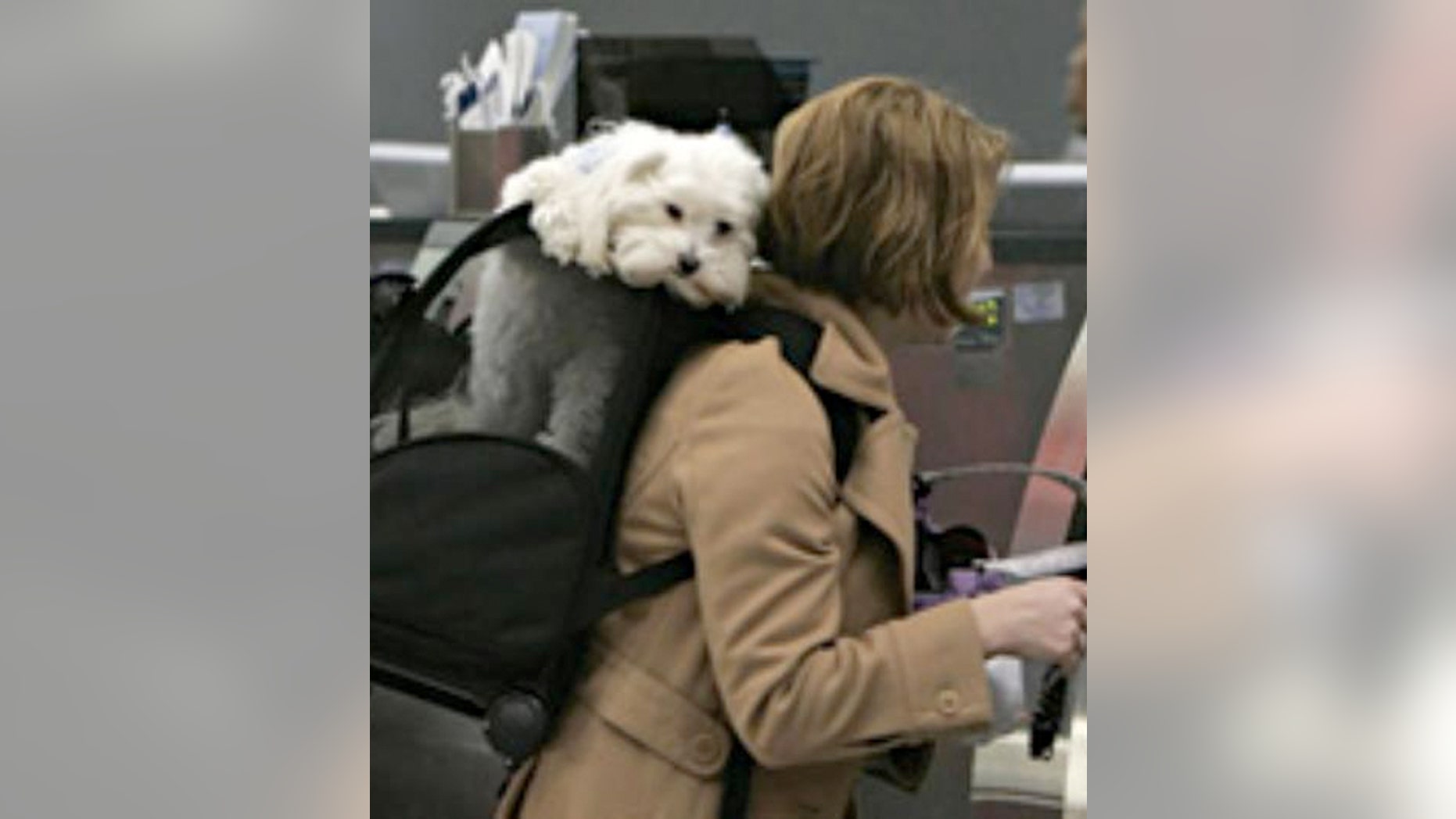 People are gaming the system so pets get special seating during flights.