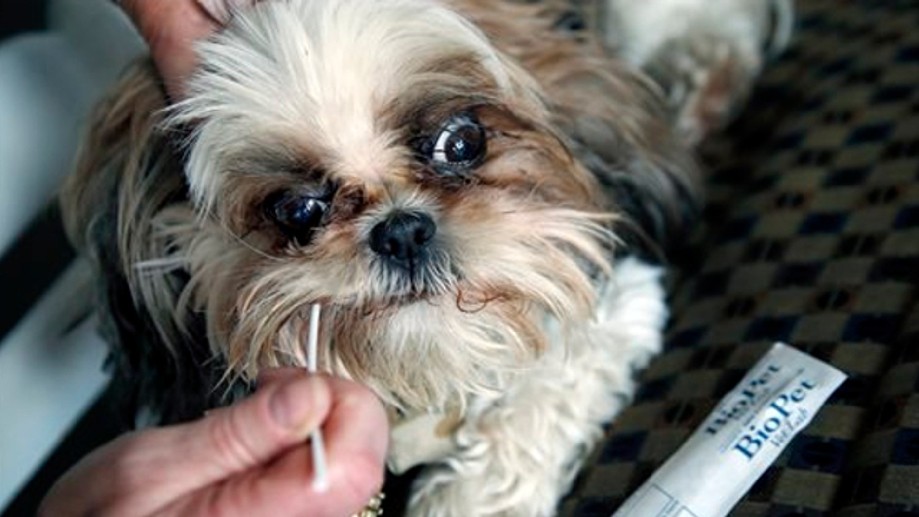 Nov. 21, 2013: Barbara Kansky, condo manager of Devon Wood in Braintree, Mass., uses a long cotton swab to demonstrate how to obtain a DNA cheek cell sample from her dog, Justine.