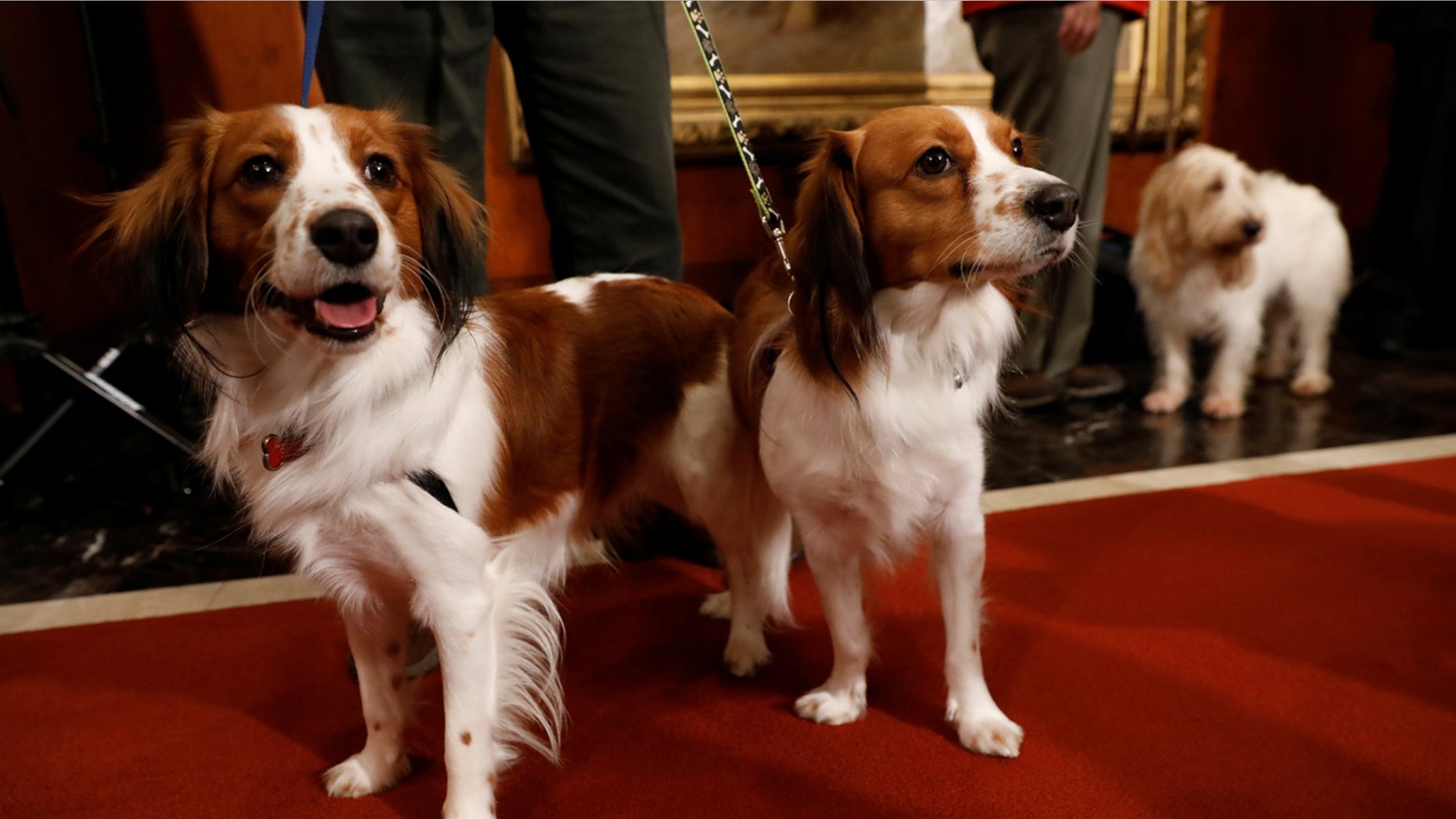 Nederlandse Kooikerhondje dogs Rhett (L) and Escher (C) along with a Grand Basset Griffon Vendeen named Juno (R), new breeds recognized by American Kennel Club, stand during a meet the breeds event at the American Kennel Club offices in Manhattan, New York, U.S. January 10, 2018.
