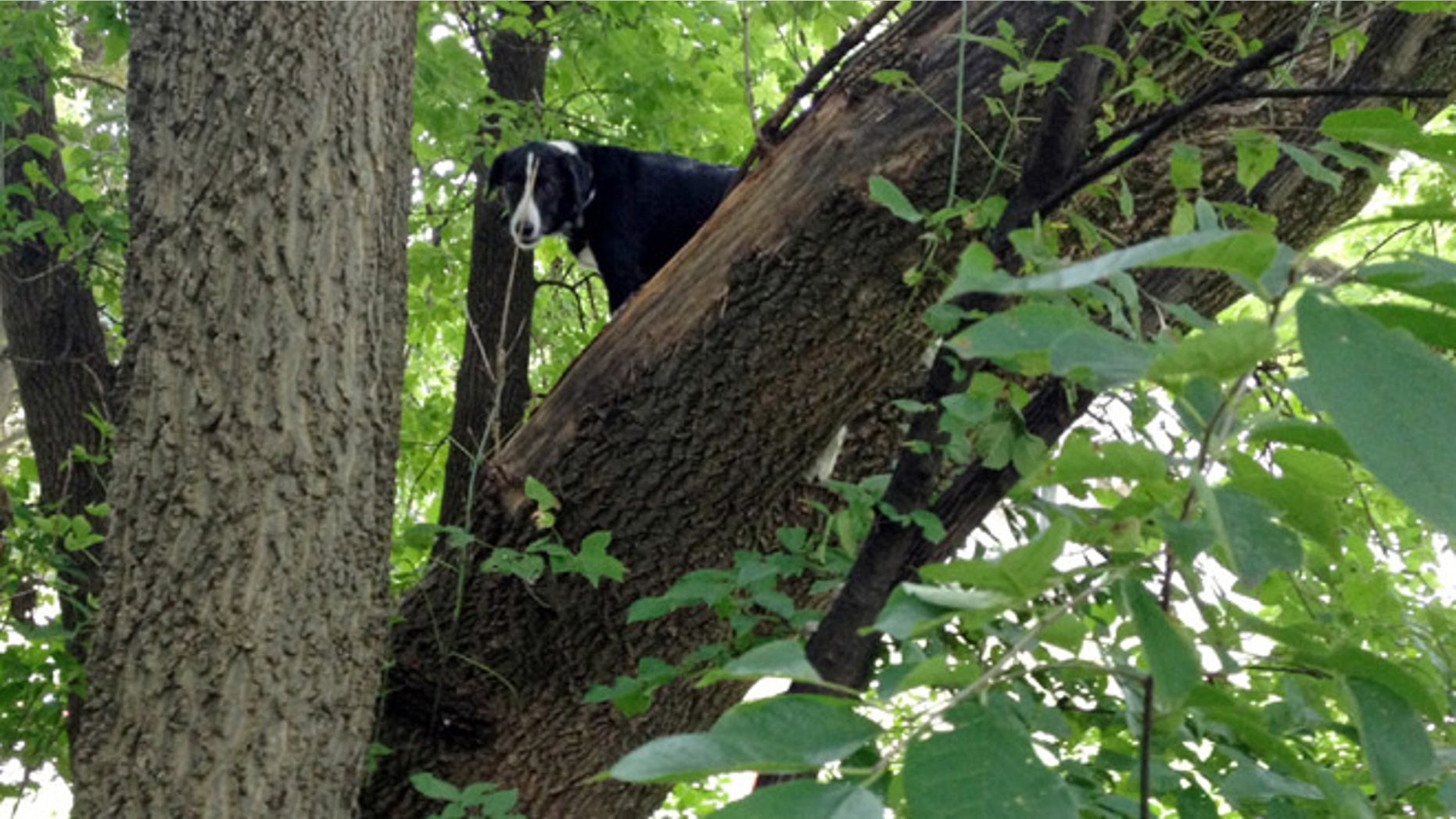 Aug. 11, 2013: This photo provided by Ron Stevenson shows Laddy, a border collie, who was found Sunday stuck up in a tree two blocks from his Davenport home, Iowa.