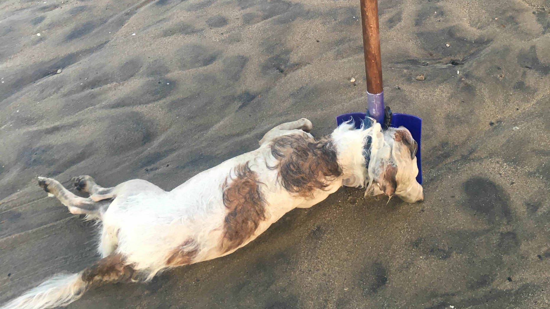 The dog is believed to have been drowned, and its discovery has sparked a social media outcry.
