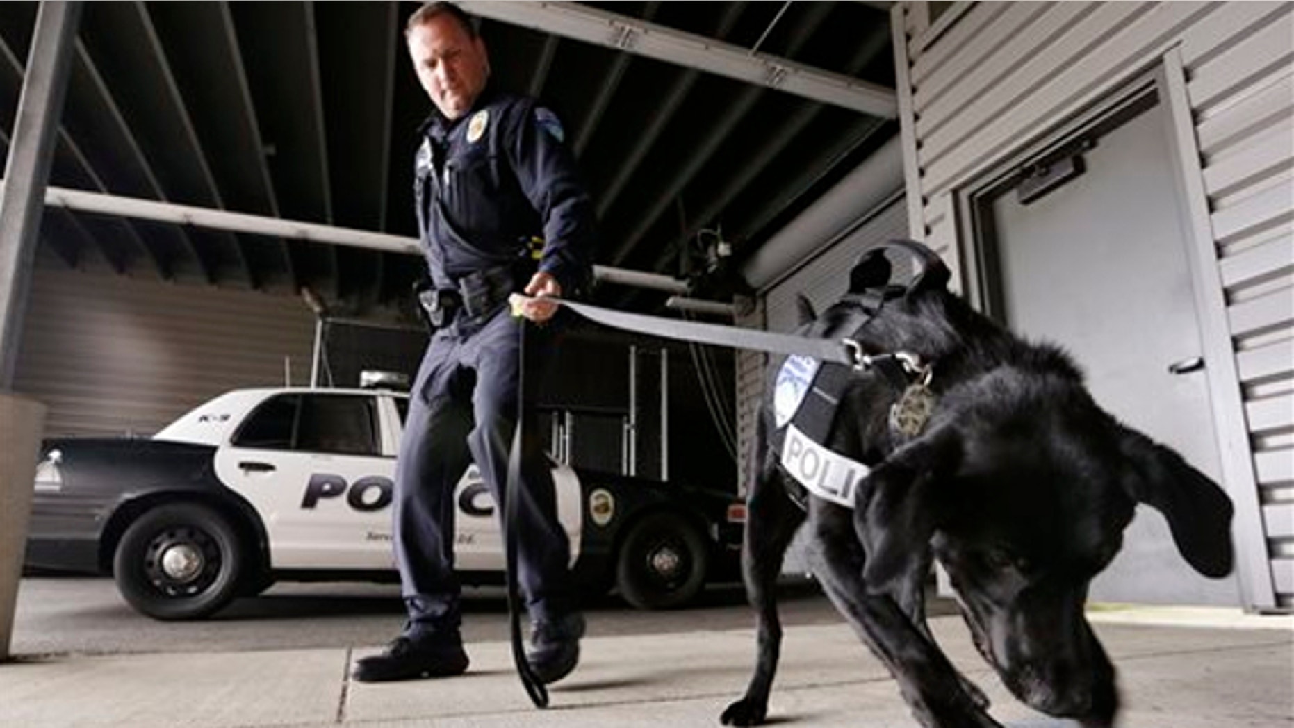 May 30, 2013: Drug-sniffing police dog Dusty is watched by handler Officer Duke Roessel as the K-9 begins to dig at a box after successfully located a stash of heroin during a training session at the police station in Bremerton, Wash.