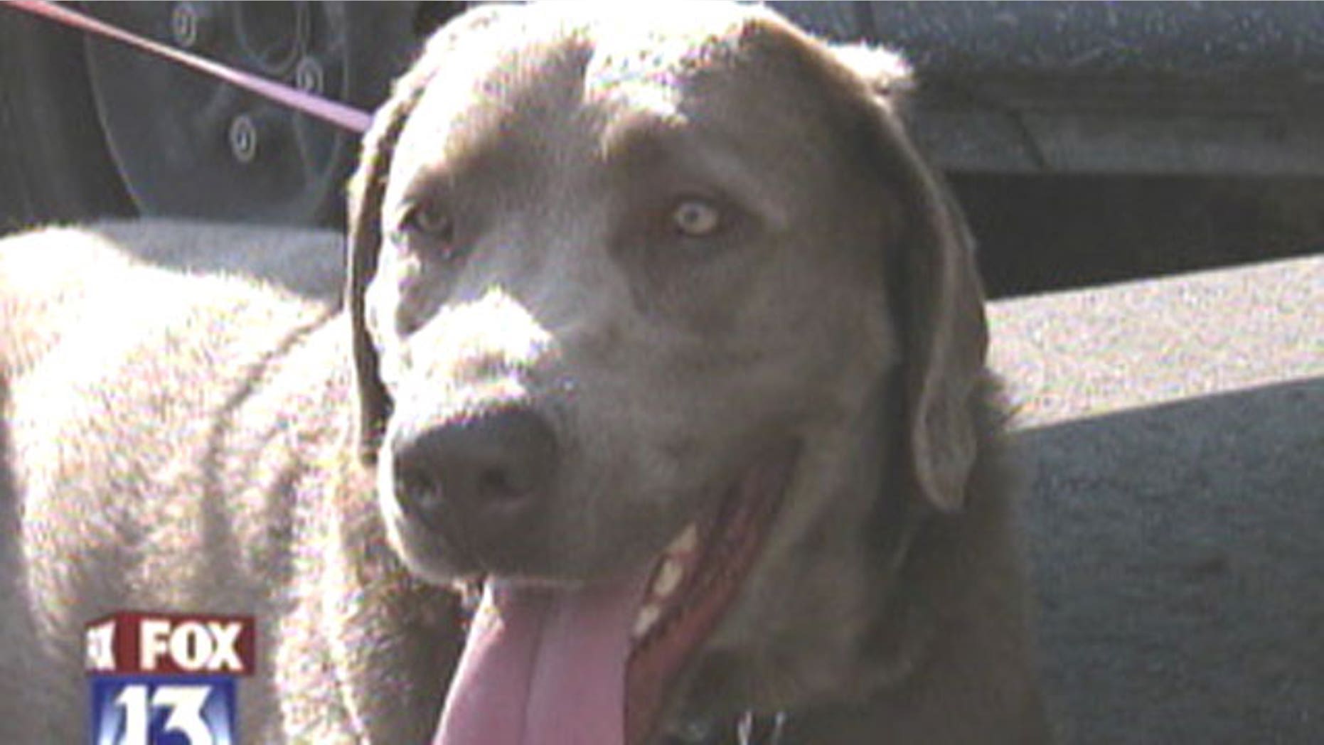 A dog reunites with her family in Florida after a long, cross-country journey.