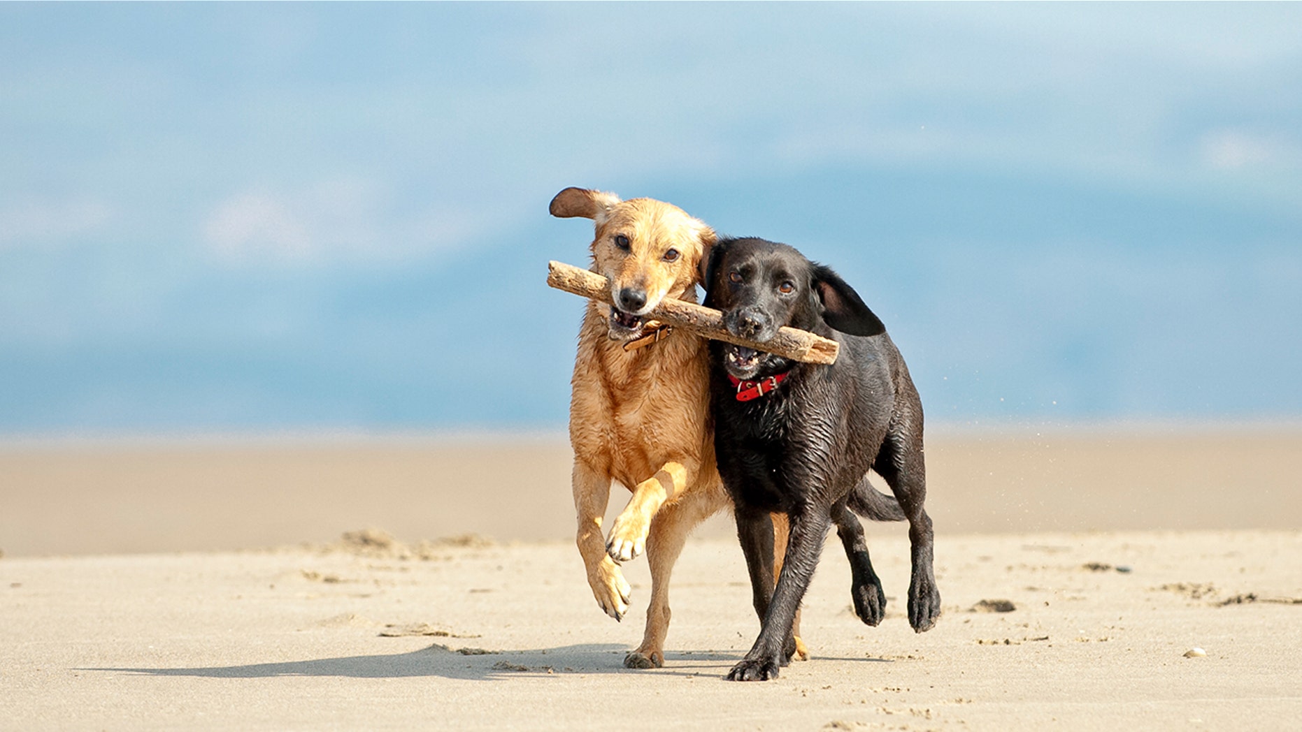 Good news for dogs and cats.
