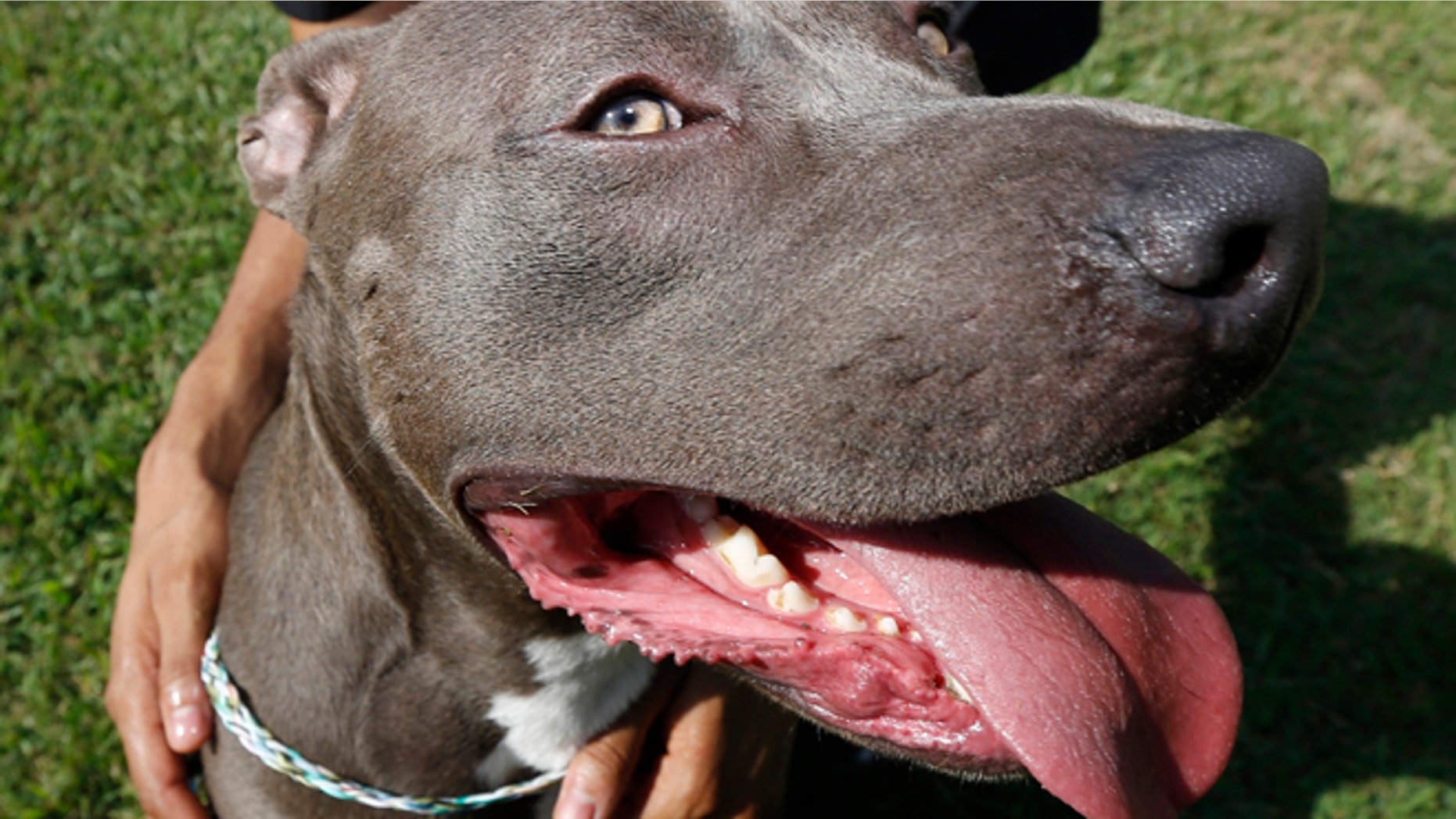 He's got an eye for your new plasma set, dog researchers say.