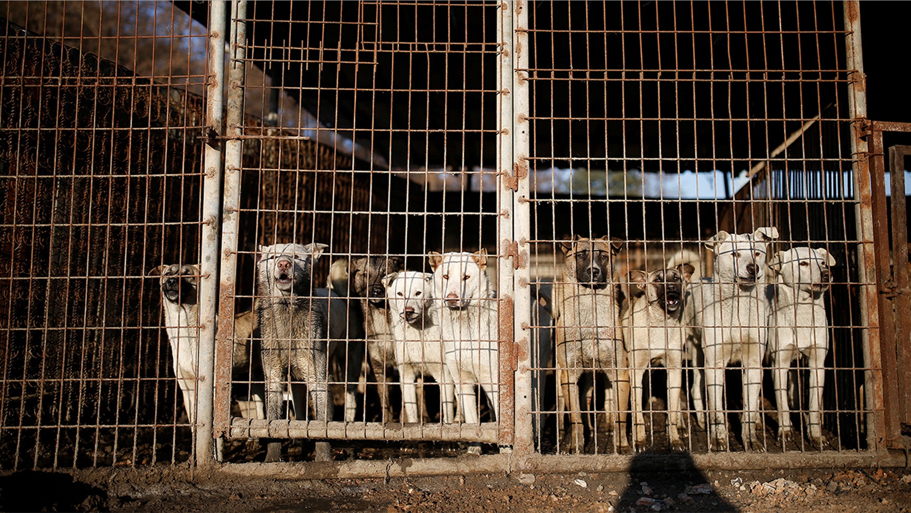 Many restaurants in Pyeongchang county are ignoring requests to stop serving dog meat during the Olympics, with some saying it might threaten their businesses or livelihoods.