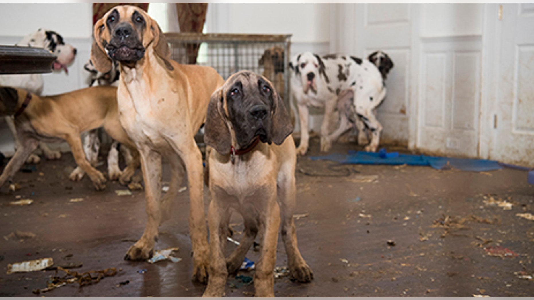 84 Great Danes were seized from Christina Fay's New Hampshire home in June.