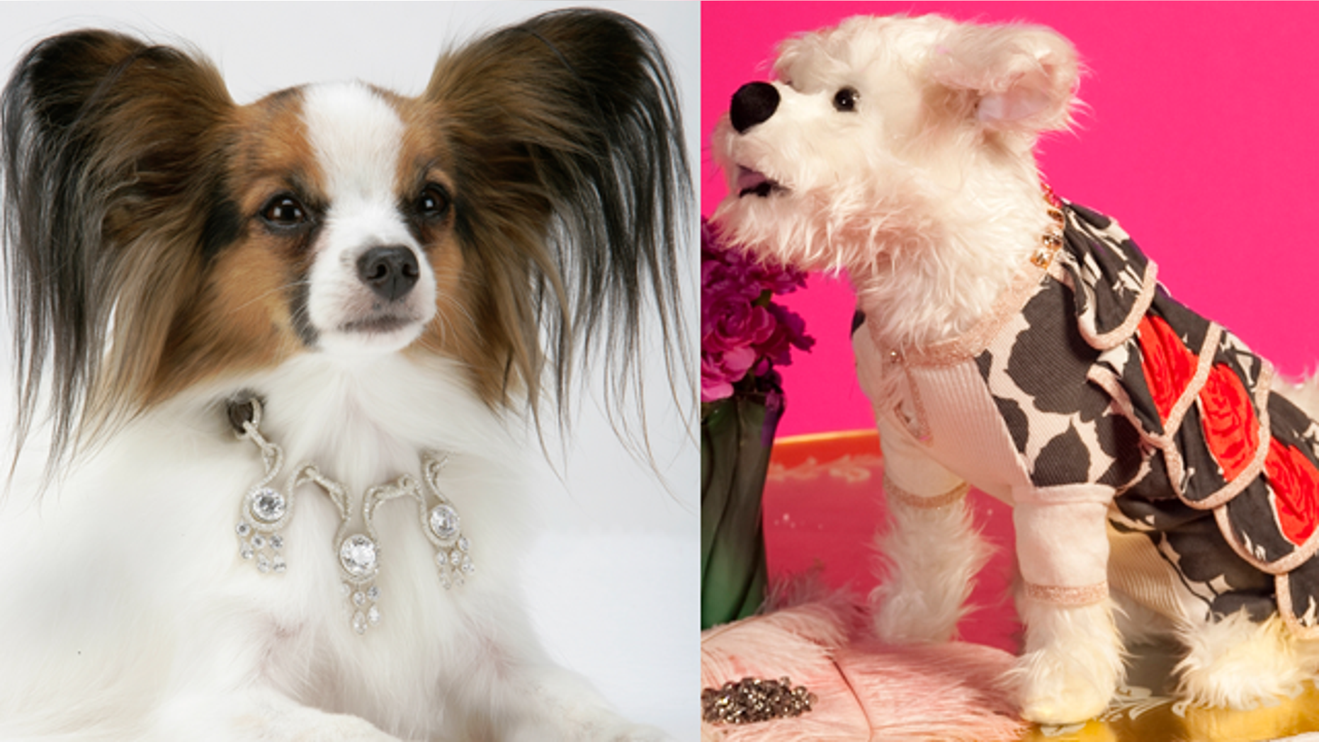 (I Love Dogs/Charlotte Taranotla)