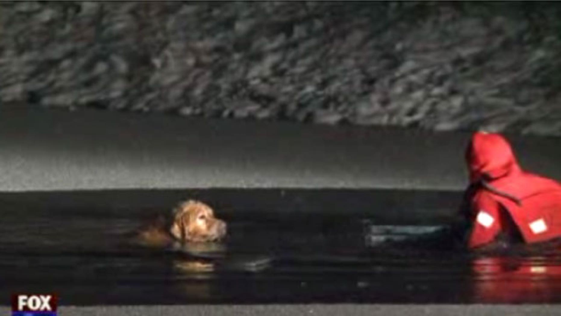 A family’s beloved pet survived an icy plunge after falling into a frozen pond in its backyard on Monday night.