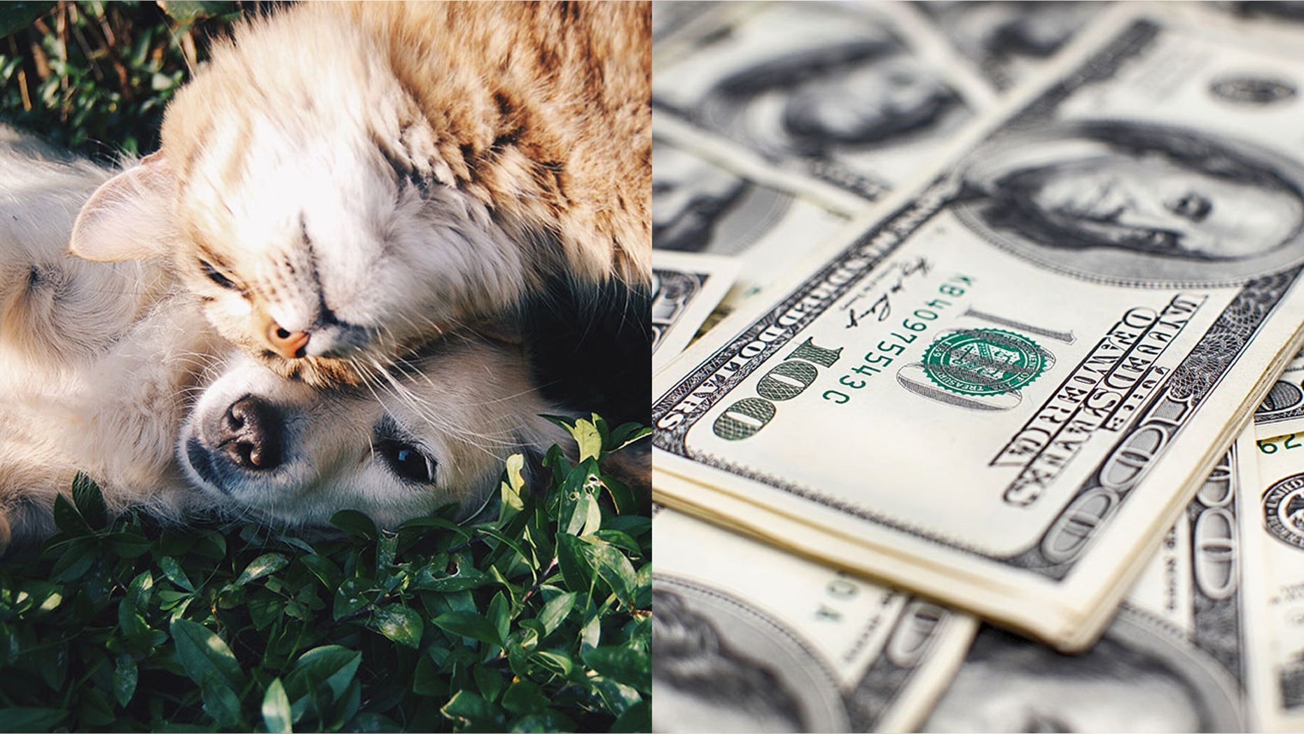 A study of pet-owners outlines the vast differences between dog and cat people — and that includes their income.