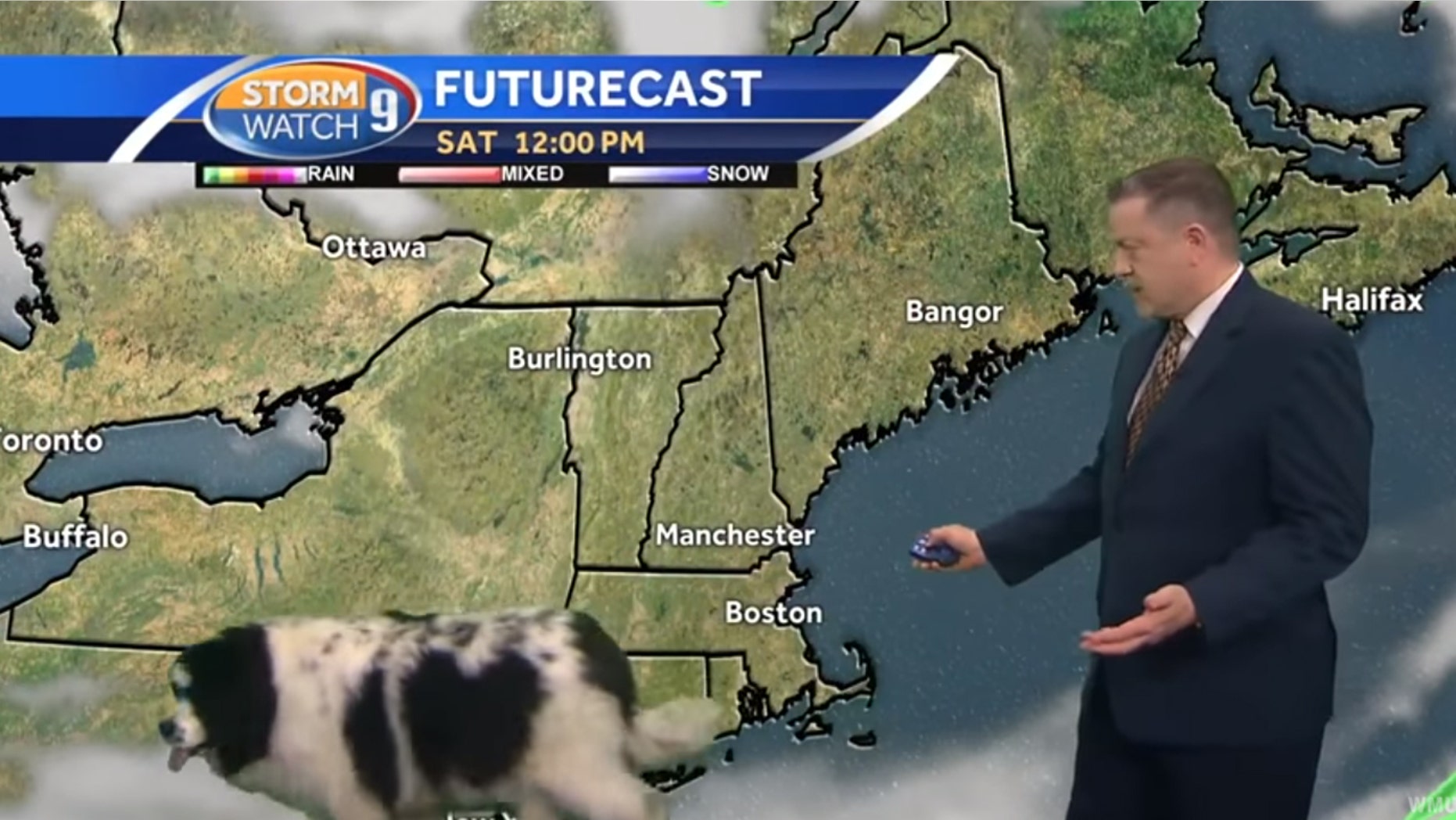 A dog named "Bella" crashed a live weather update Saturday in New Hampshire.