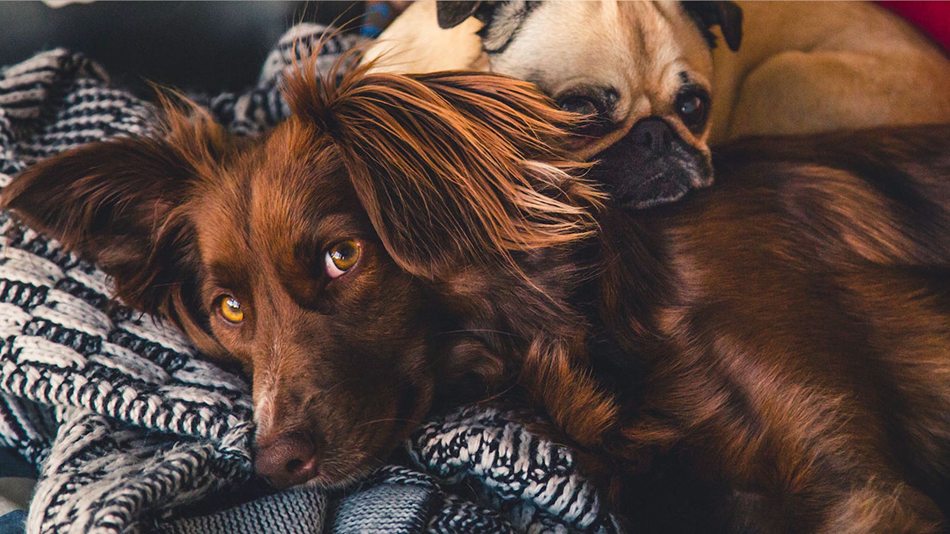 More than half of Americans say they've skipped hanging out with other humans to stay home with a pet.
