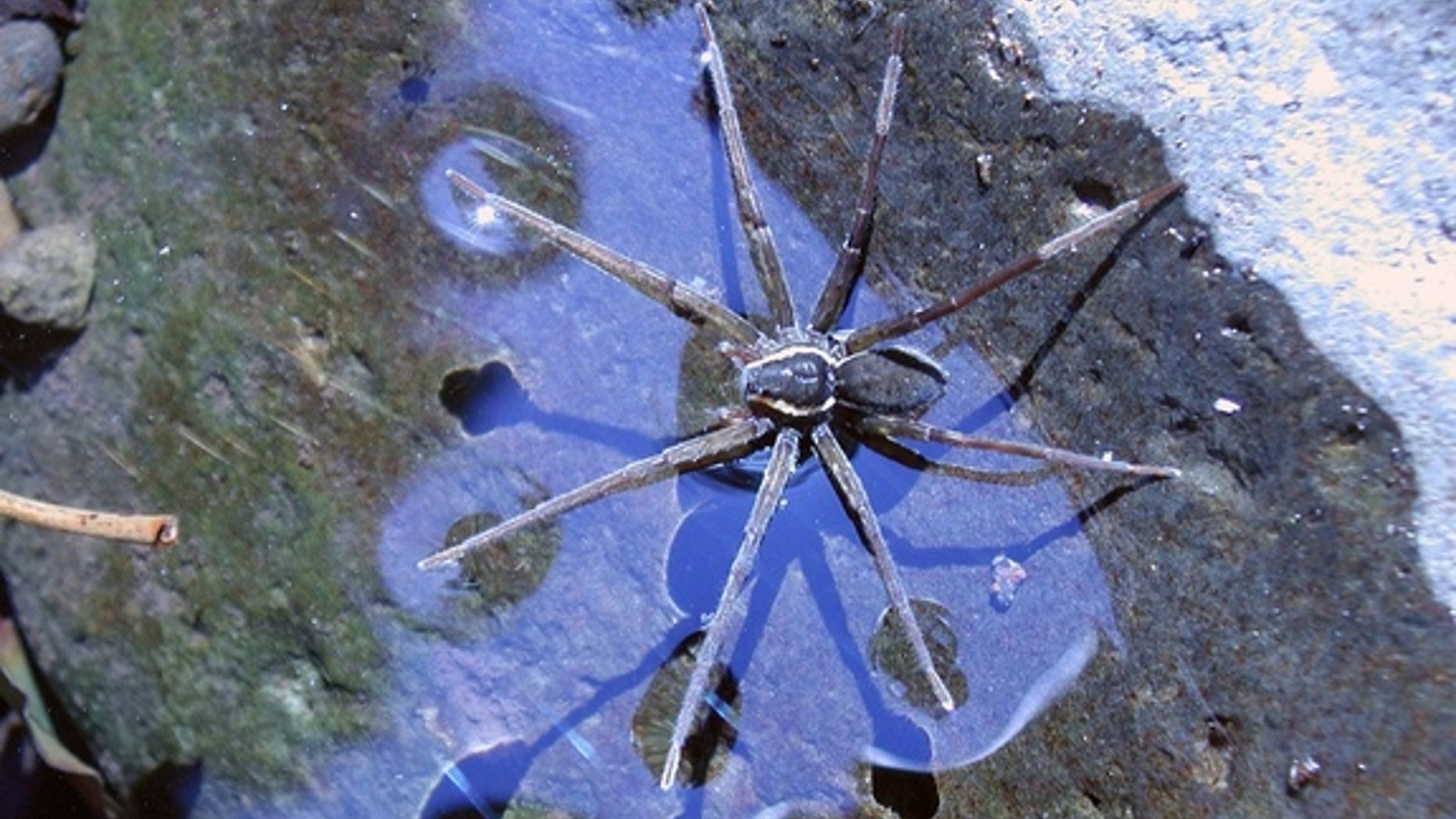 Dolomedes briangreenei, named after physicist Brian Greene, eats fish for supper.