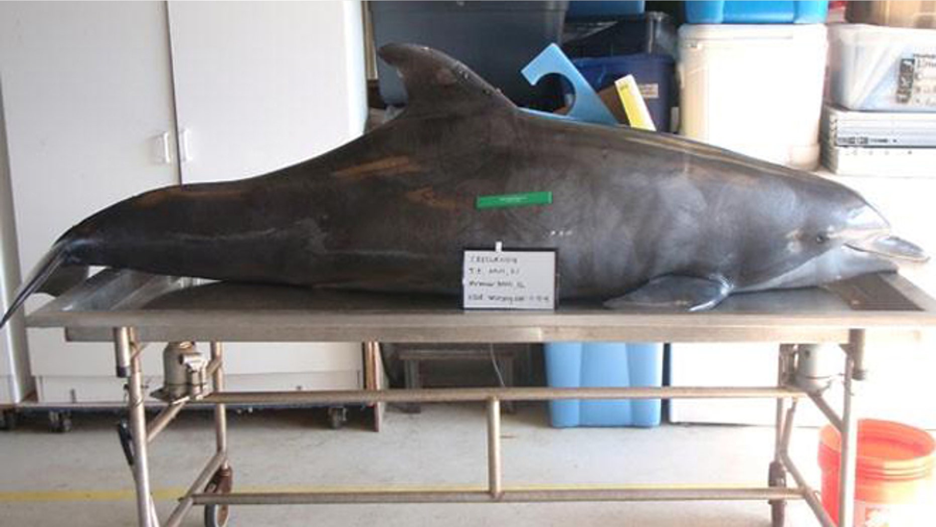 Authorities say they have identified a person who shot and killed a bottlenose dolphin with a bow and arrow last month.