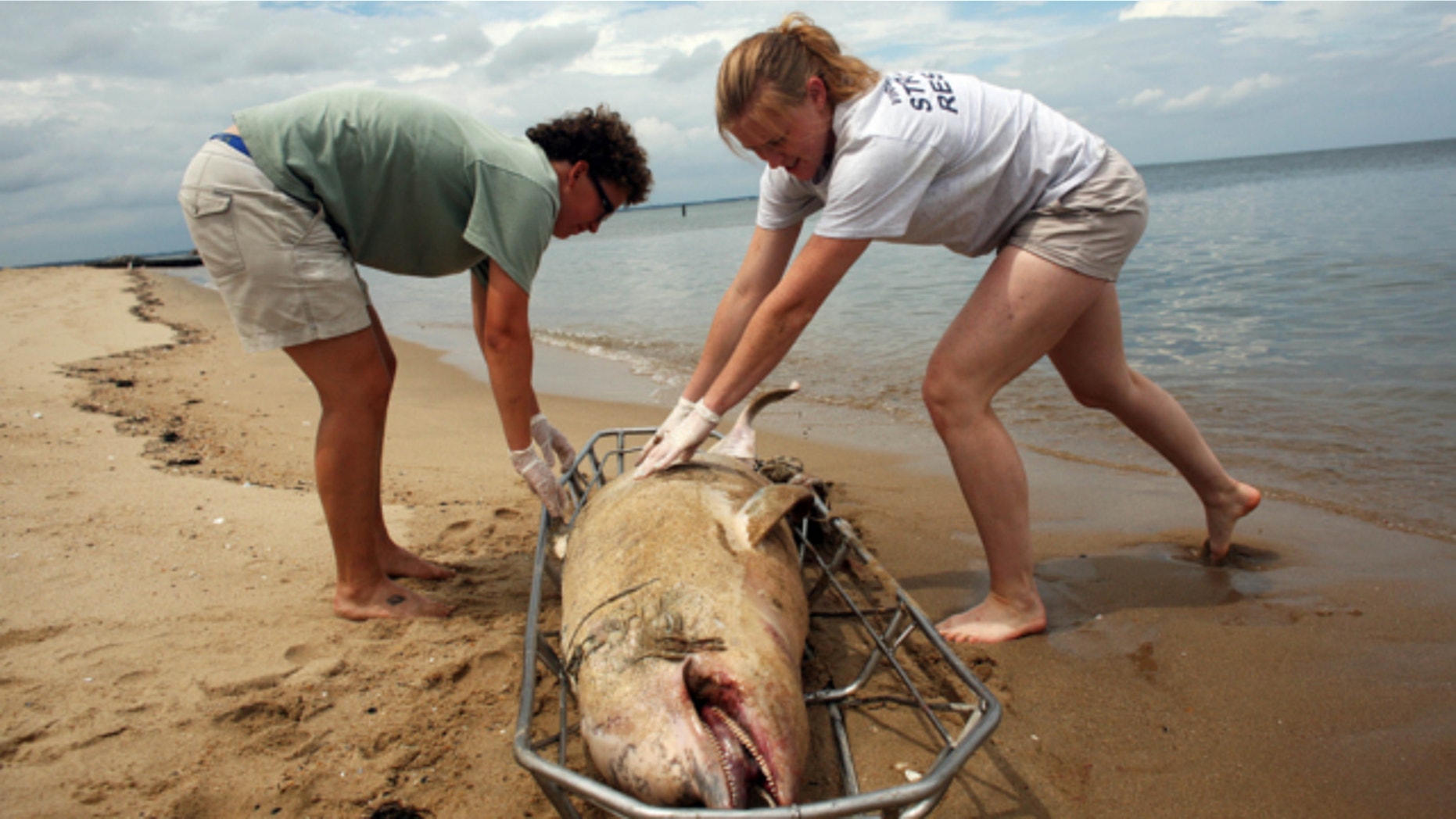 Aug. 1, 2013: From right, Virginia Aquarium Stranding Response Team members Krystal Rodrique of Virginia Beach, Va. and intern Liz Schell of Durango, Co. load a deceased male dolphin onto a metal stretcher on Ocean View Beach in Norfolk, Va.