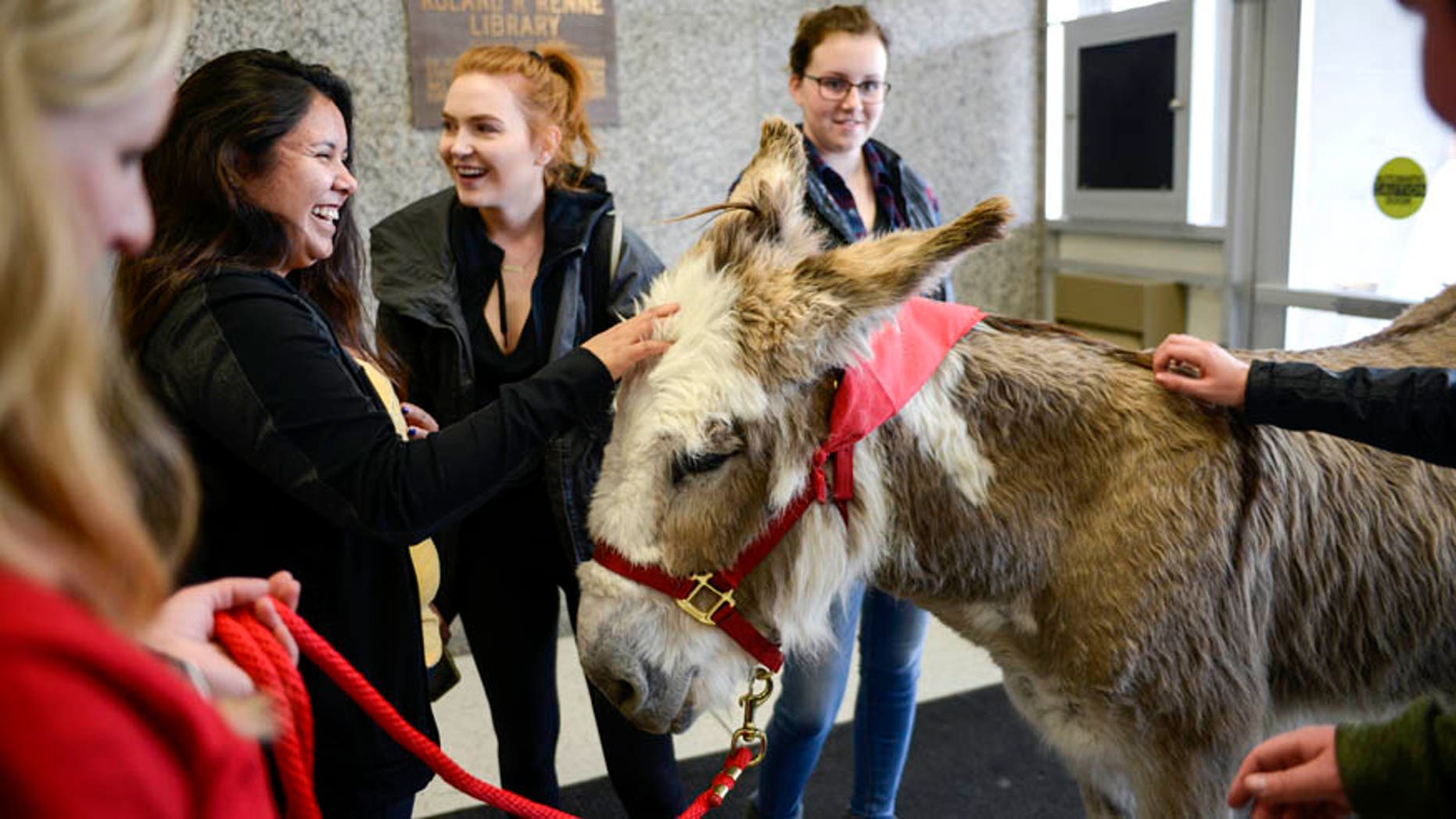 May 2, 2017: Stephanie Barnette and her certified therapy donkey, Oliver, visit students to help relieve final exam stress in the foyer of Renne Library on Montana State University campus in Bozeman, Mont.