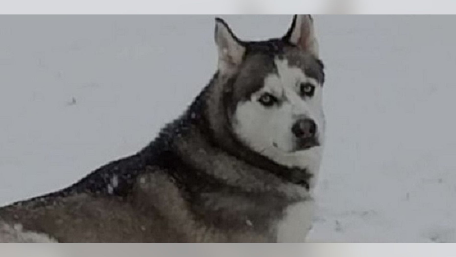 An investigation continues into the death of Gunner, a service dog for a disabled U.S. Army veteran in Kentucky.