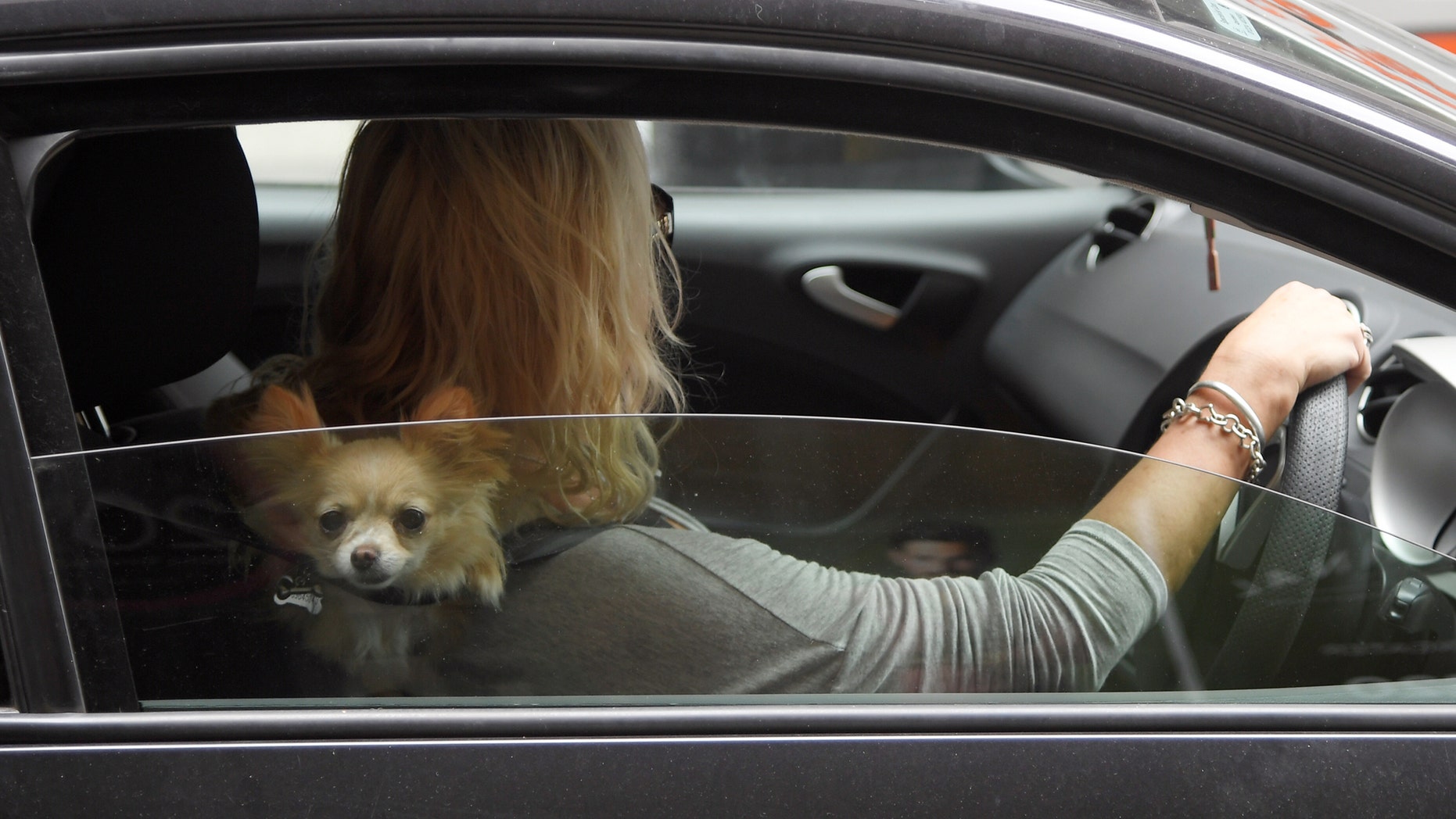 File photo: A dog peeks out of a car window as a woman drives through central London, Britain, September 6, 2017. (REUTERS/Toby Melville)