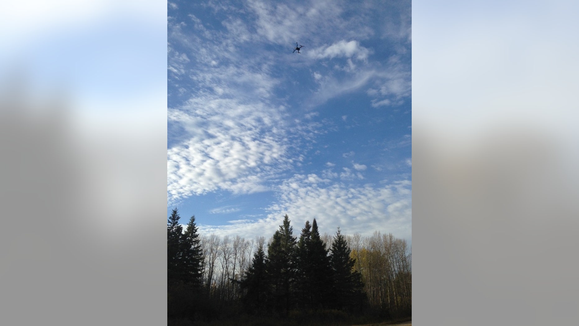 A drone flies toward the location of a collared bear in northwestern Minnesota. Researchers found bears' heart rates spiked when these unmanned aerial vehicles flew overhead.