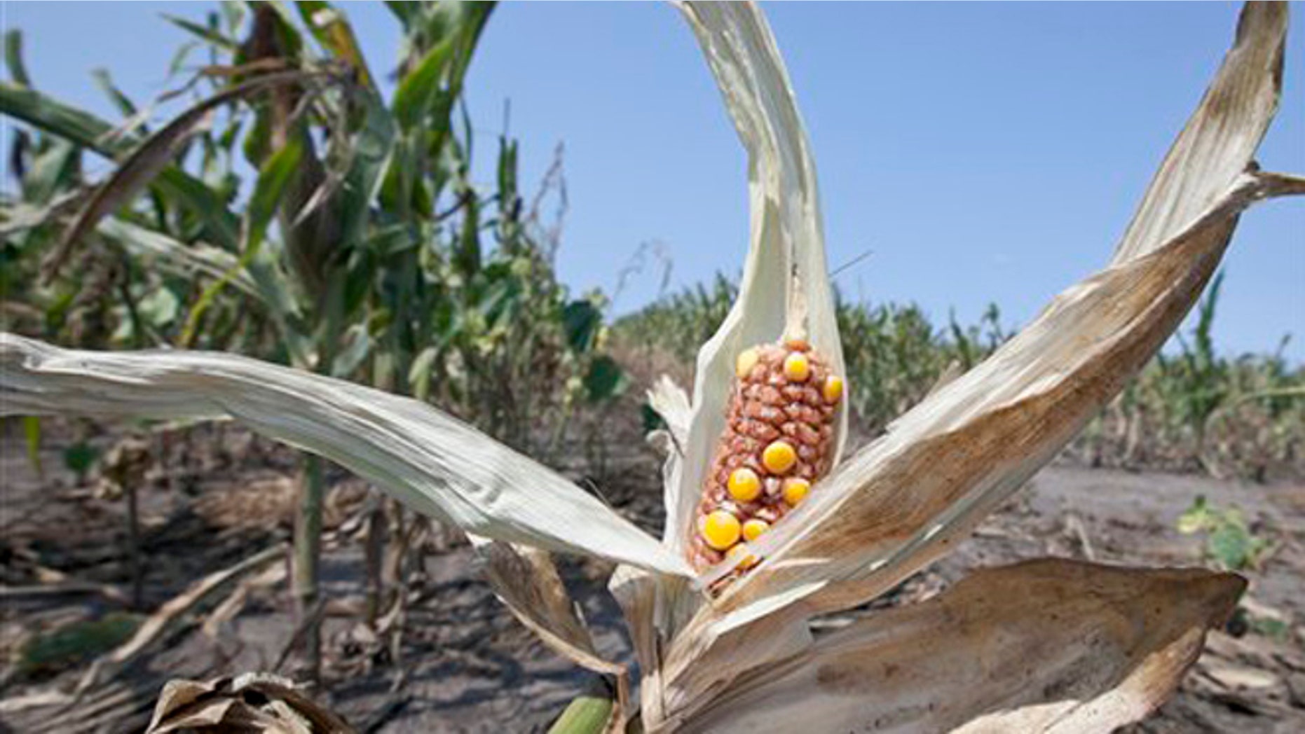 FILE: Aug. 16, 2012: Drought-damaged corn is seen in a field near Nickerson, Neb.