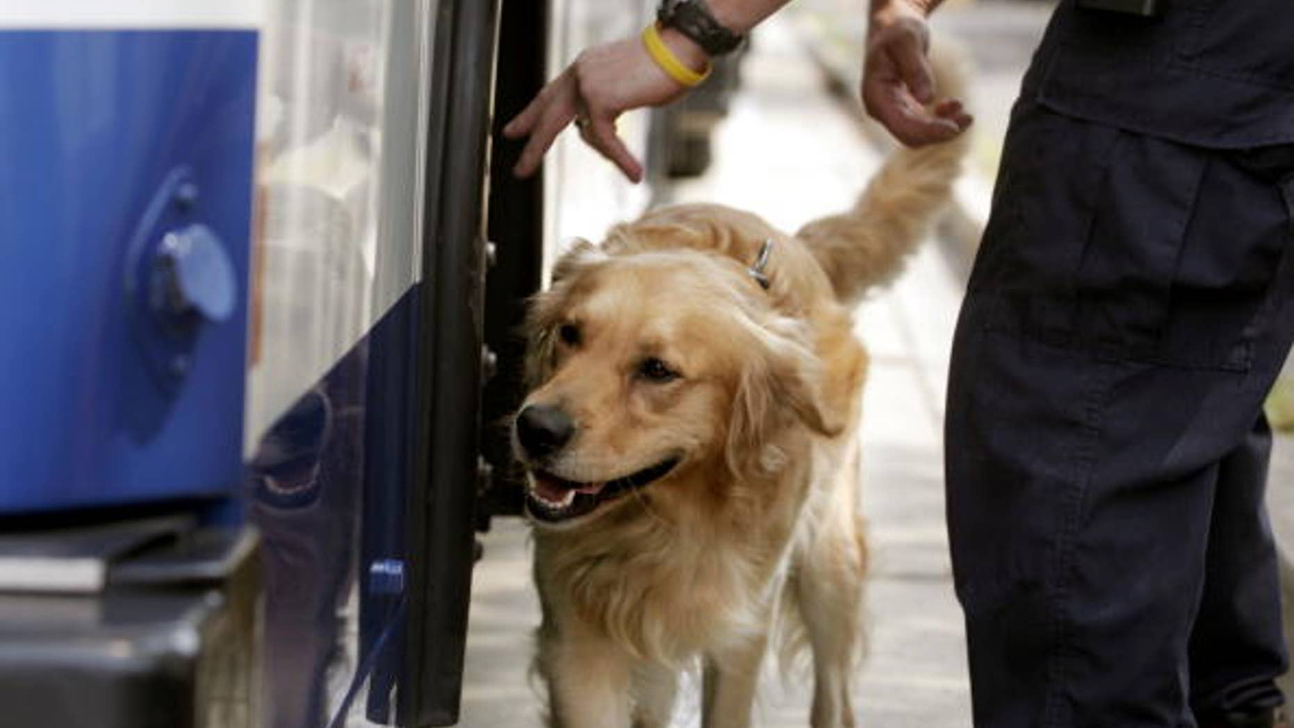 WASHINGTON - JULY 11: Mike Keim, a Metro Transit Police Special Response Team officer, leads his K9 partner Dano around a bus as the dog searches for bombs during a demonstration sweep of the Bladensburg Metrobus Depot for the news media July 11, 2005 in Washington, DC. The District of Columbia's Metrorail and Metrobus system has enhanced security efforts since four terrorist bombs killed over 50 people in London's public transit system on July 7, 2005. (Photo by Chip Somodevilla/Getty Images)