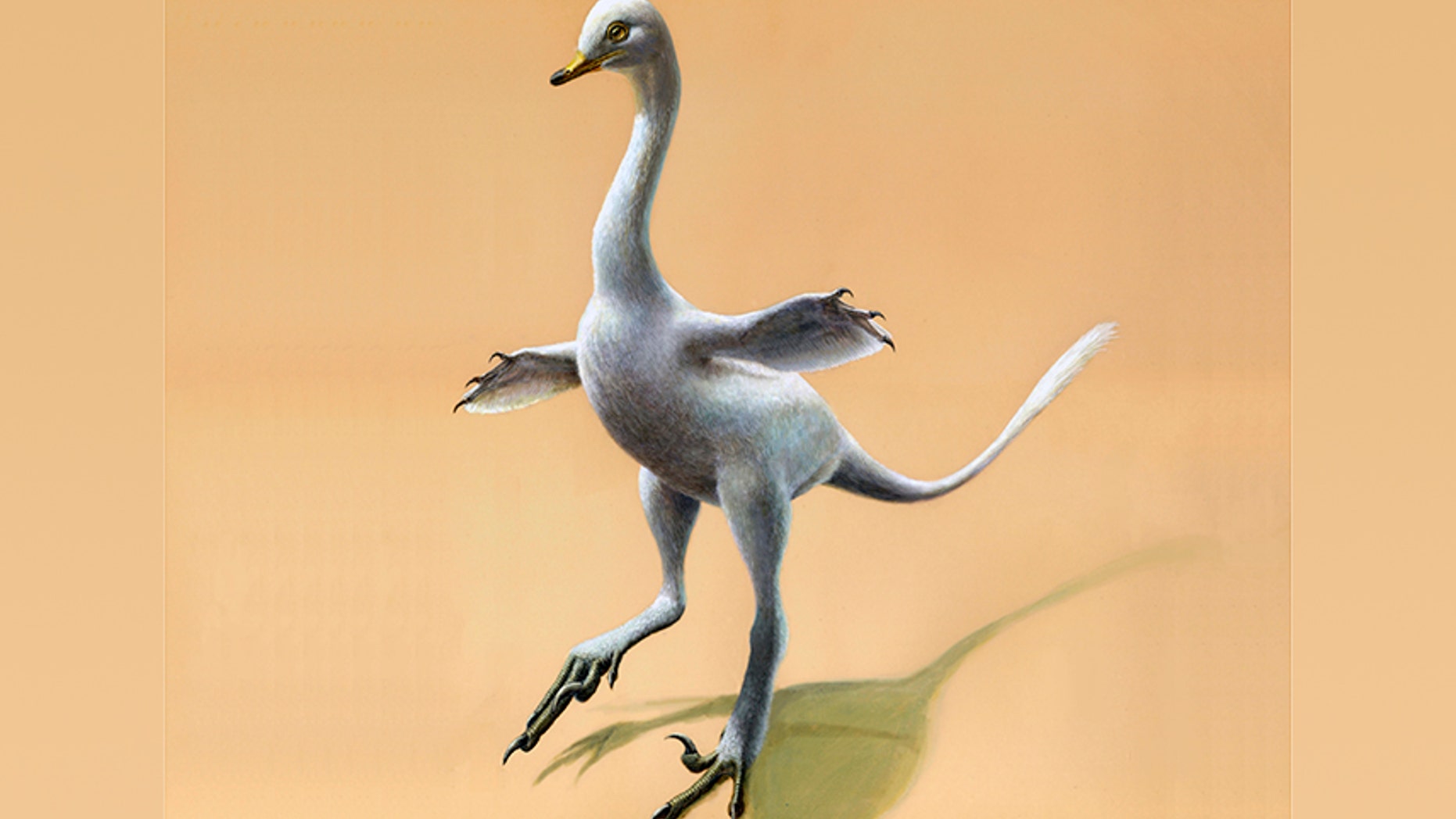The illustration provided by Lukas Panzarin, with Andrea Cau for scientific supervision, shows a Halszkaraptor escuilliei dinosaur.