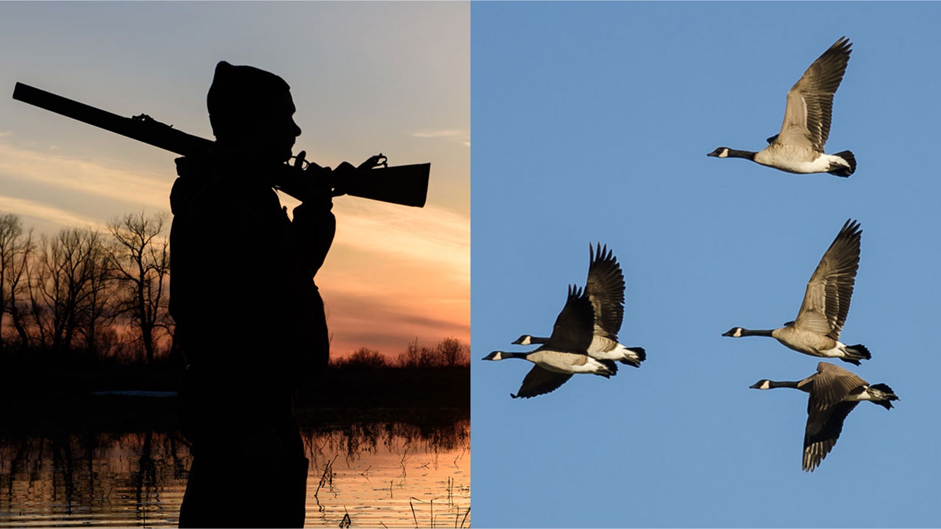 A hunter in Maryland was struck by a Canada goose that had been shot down by a member of his group.