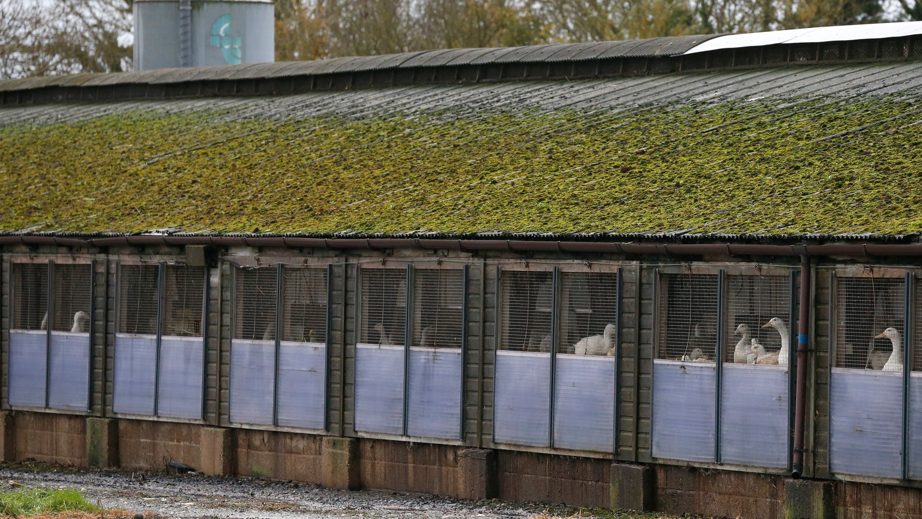 Ducks in cages are seen at a duck farm in Nafferton, northern England November 17, 2014. REUTERS/Phil Noble