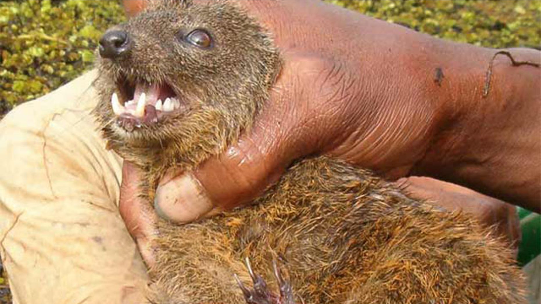 Durrell's vontsira (Salanoia durrelli) was discovered on the Island of Madagascar by a team from Durrell Wildlife Conservation Trust (DWCT), the Natural History Museum, London, Nature Heritage, and Conservation International.