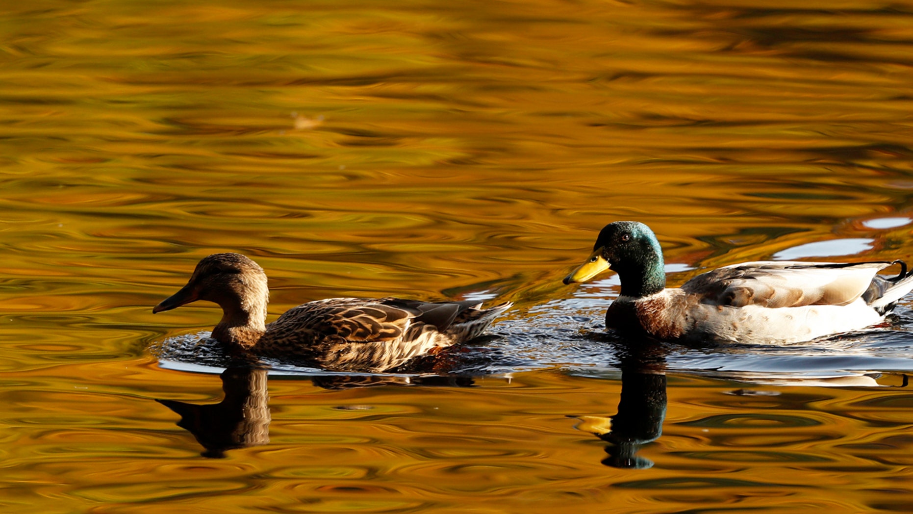 FILE: Mallard ducks paddle on Faskally Loch in Pitlochry, Scotland,