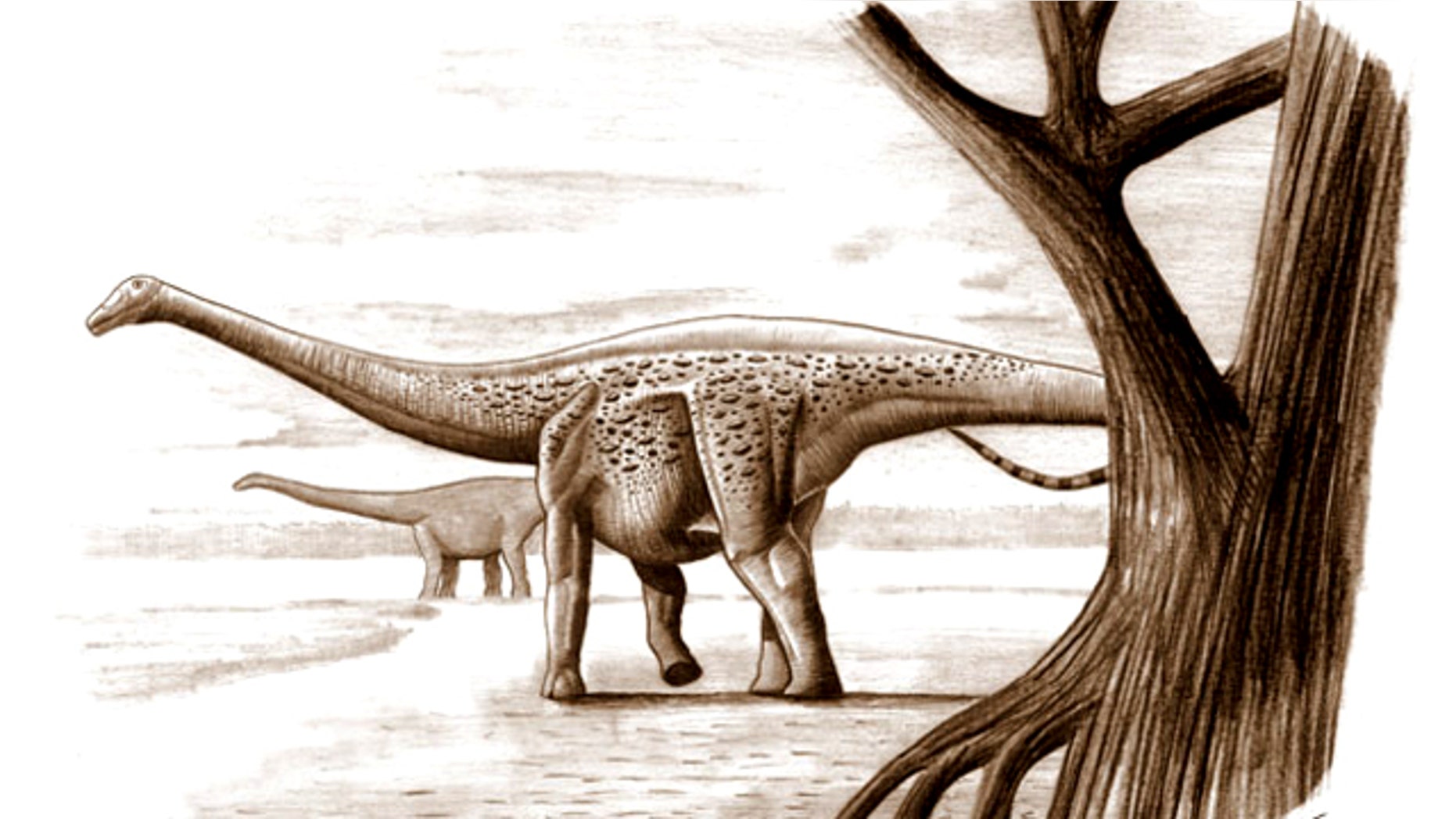 The dwarf dinosaur, Magyarosaurus dacus, which lived in what is now Transylvania, was about the size of a horse and weighed some 230 pounds. Its giant relatives could weigh up to 220,000 pounds.
