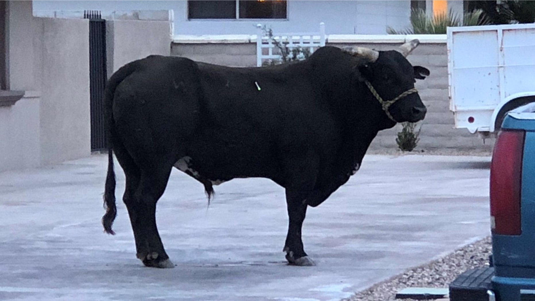 A bull was captured after getting loose in a Las Vegas neighborhood on Wednesday.