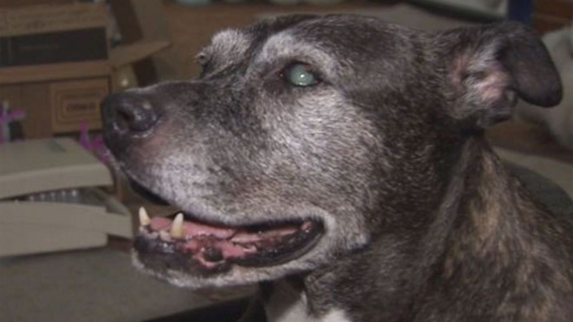At best this 14-year-old pit bull named Abbey will likely just be able to make out shadows.