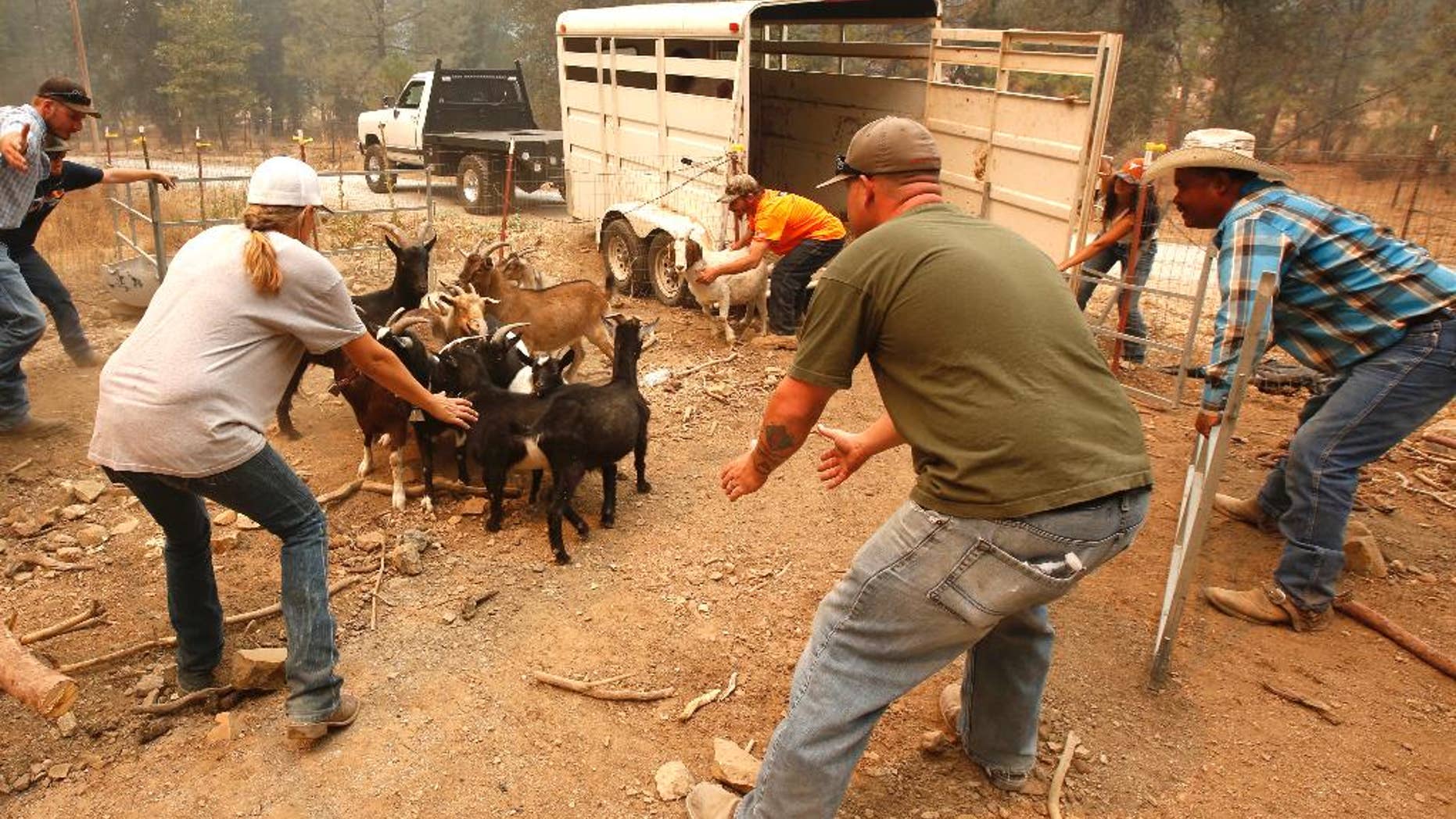 Animal rescue group volunteers herd goats from a home threatened by a fire near Railroad Flat, Calif., Sunday, Sept. 13, 2015. Two of California's fastest-burning wildfires in decades overtook several Northern California towns, destroying homes and sending residents fleeing. (AP Photo/Rich Pedroncelli)