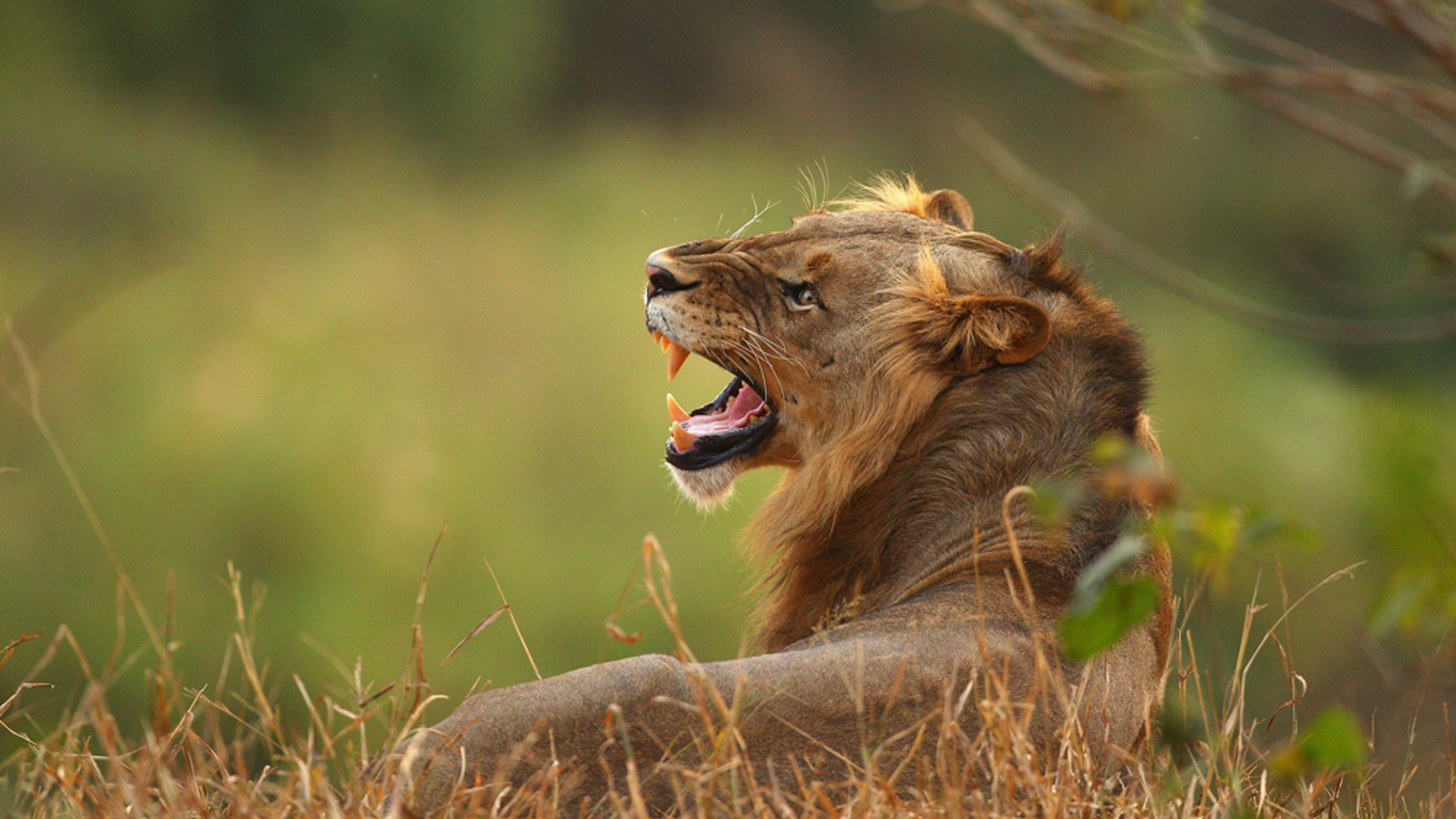 LIMPOPO, SOUTH AFRICA - JULY 21: A lion relaxes on the banks of the Luvuvhu river at the Pafuri game reserve on July 21, 2010 in Kruger National Park, South Africa. Kruger National Park is one of the largest game reserves in South Africa spanning 19,000 square kilometres and is part of the Great Limpopo Transfrontier Park. (Photo by Cameron Spencer/Getty Images)