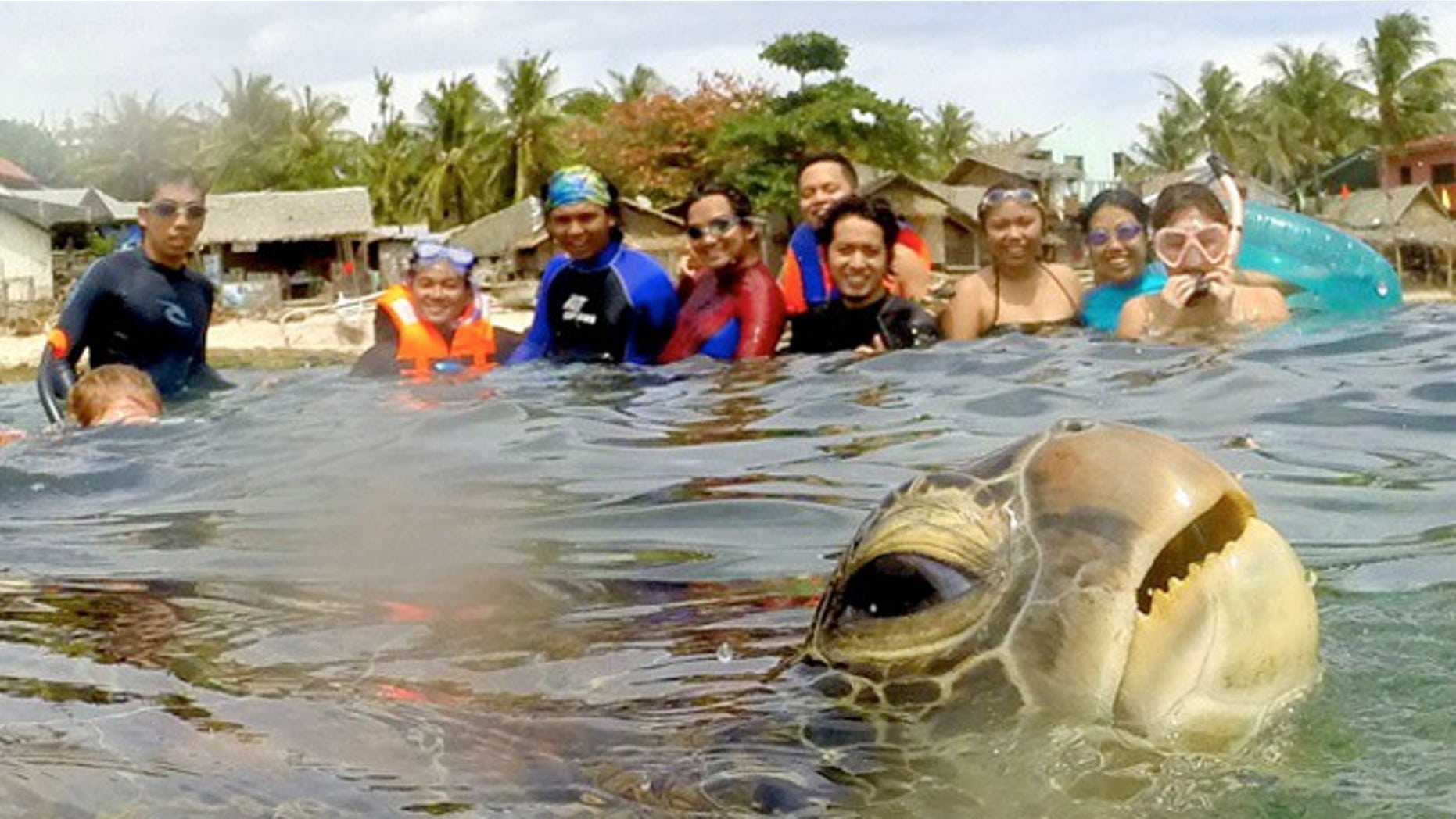 Green sea turtles, which are endangered, are one of the largest sea turtles and are named for the greenish color of their cartilage and fat, not their shells.