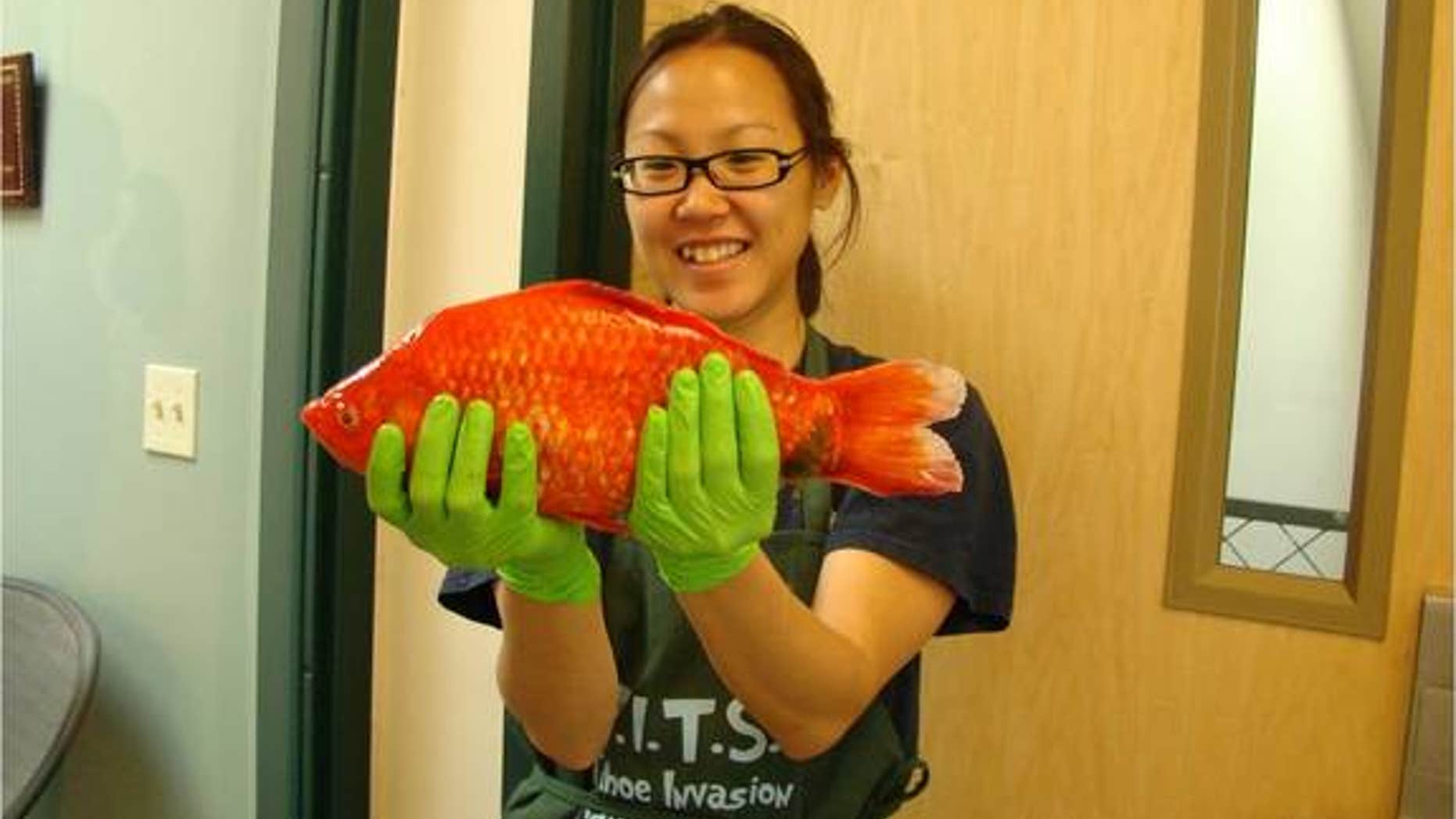 Gigantic goldfish, like this one held by University of Nevada, Reno, researcher Christine Ngai, have been found in the waters of Lake Tahoe.