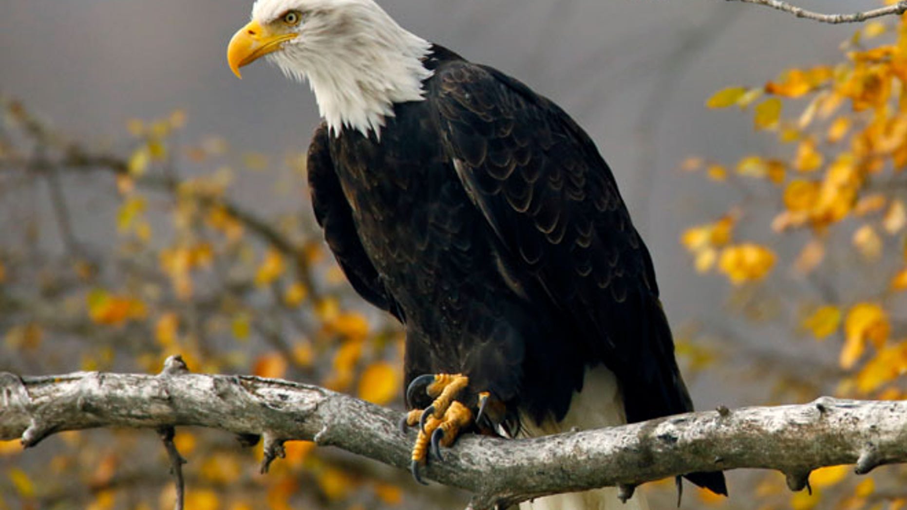 FILE: A Texas teenager allegedly killed a bald eagle with a high-powered pellet gun. The bird required several shots before it died.