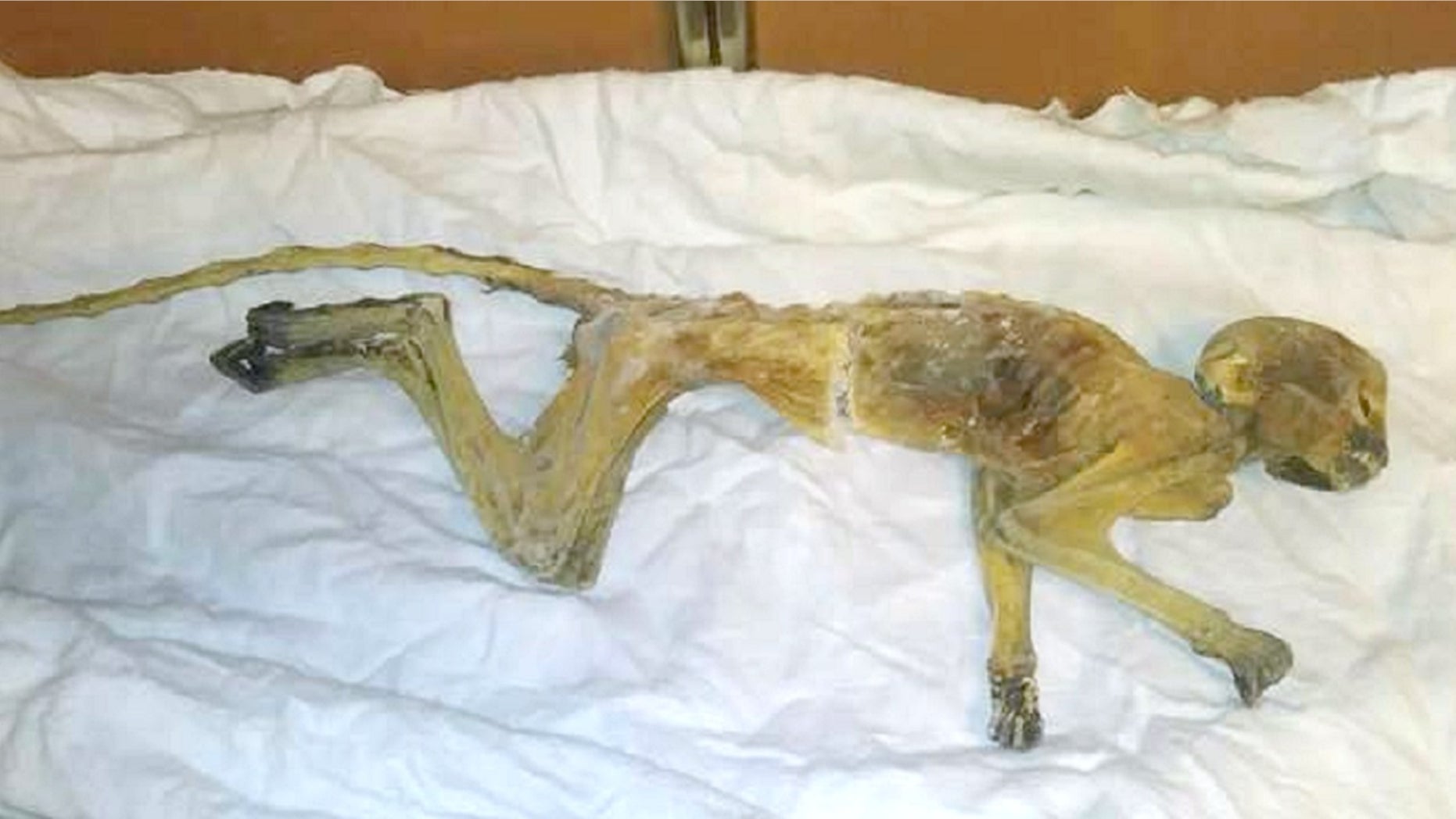 Crews found a mummified monkey last week in an air duct on the seventh floor of Dayton's store in Minneapolis.