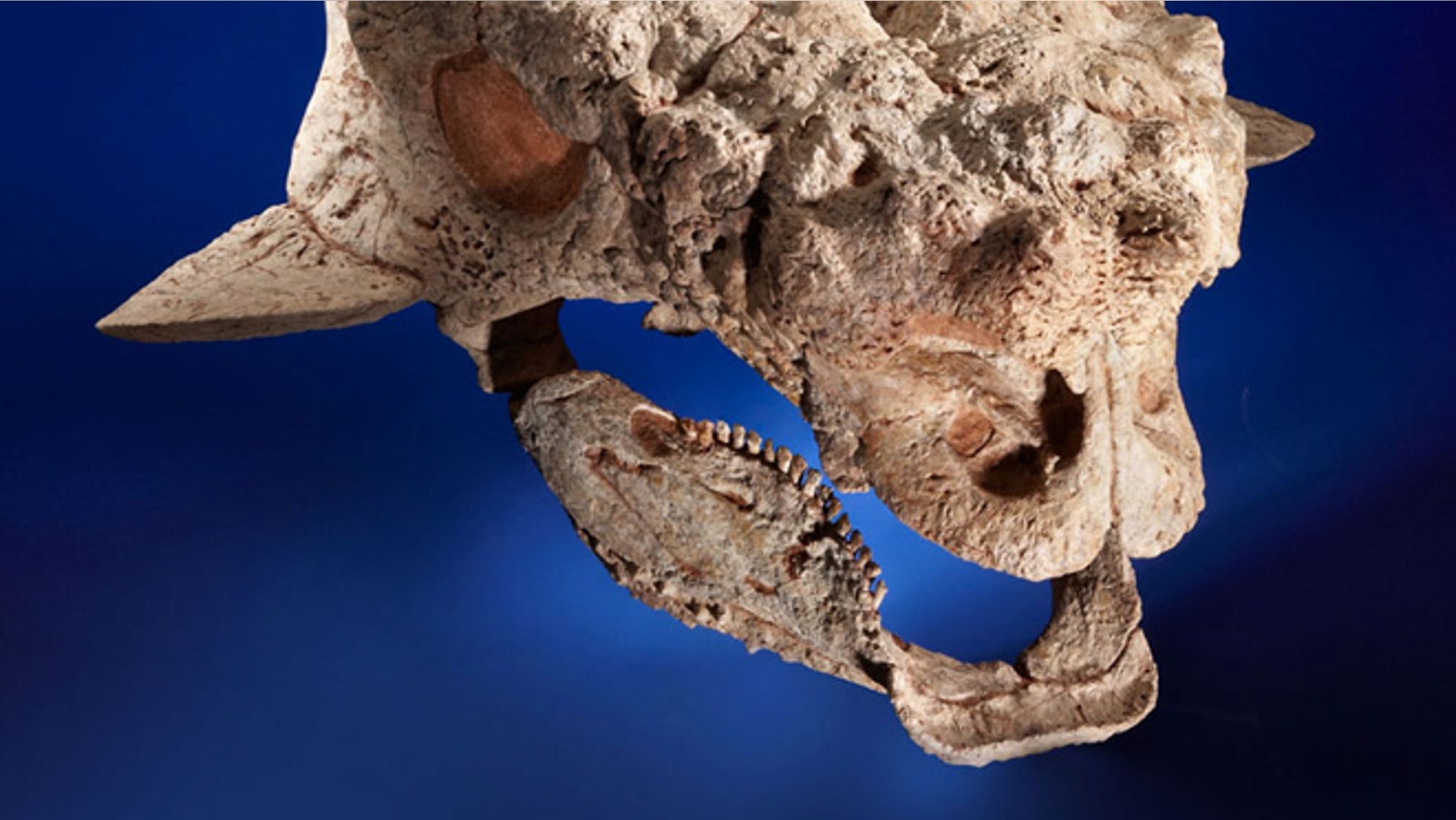 This Ankylosaurid skull is among the fossils auctioned on Sunday that paleontologists suspect were taken illegally from Mongolia.