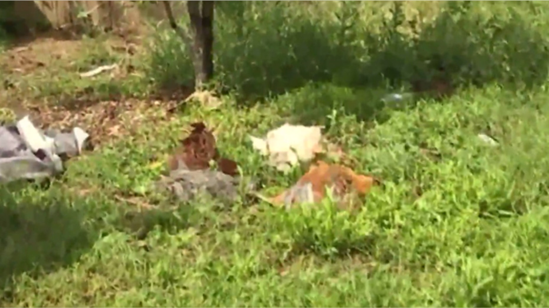 Some of the chickens that were killed in Trip Kiss' yard.