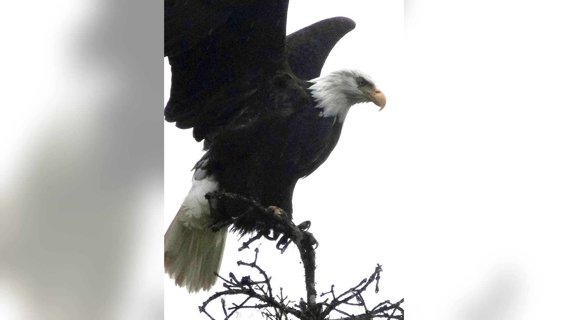 FILE - In this Nov. 5, 2016 file photo, a bald eagle is poised for flight from a treetop perch at the Mendenhall Glacier Recreation Area in Juneau, Alaska. Audubon Society bird counters found the number of bald eagles in 2015 were double the 1995 count. Some farmers and conservationists say the resurgence of the American bald eagle has come at a price. (AP Photo/Becky Bohrer, File)