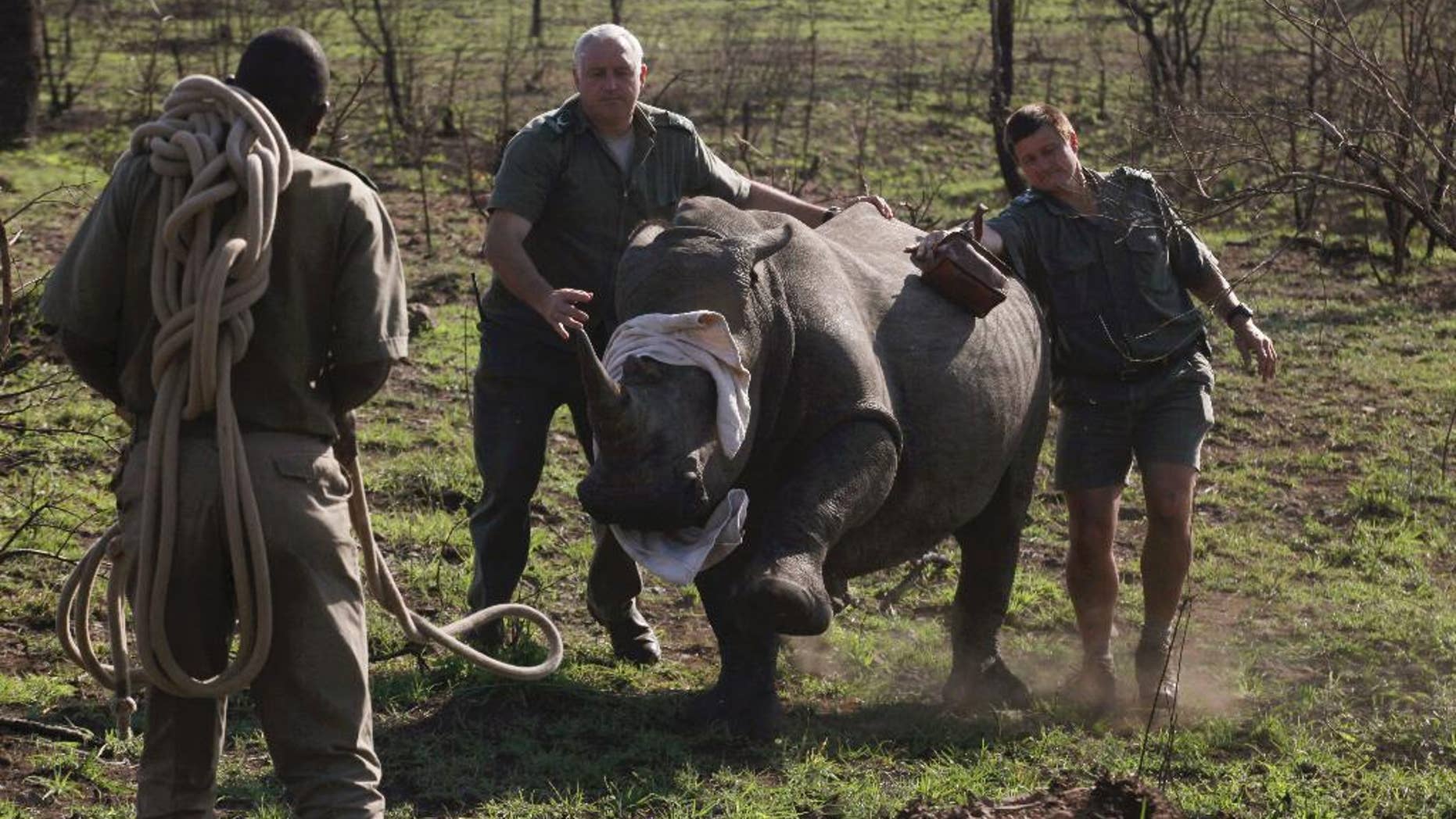 FILE - In this file photo takentaken Thursday, Nov. 20, 2014 a darted rhino is blind-folded before being grounded for skin and blood samples to be taken, and microchipped, near Skukuza, South Africa, before being transported by truck to an area hopefully safe from poachers in a bid to cut down on the numbers killed by poachers. Some conservationists believe that the reported numbers of rhinos killed could be much higher than recorded. (AP Photo/Denis Farrell, File)
