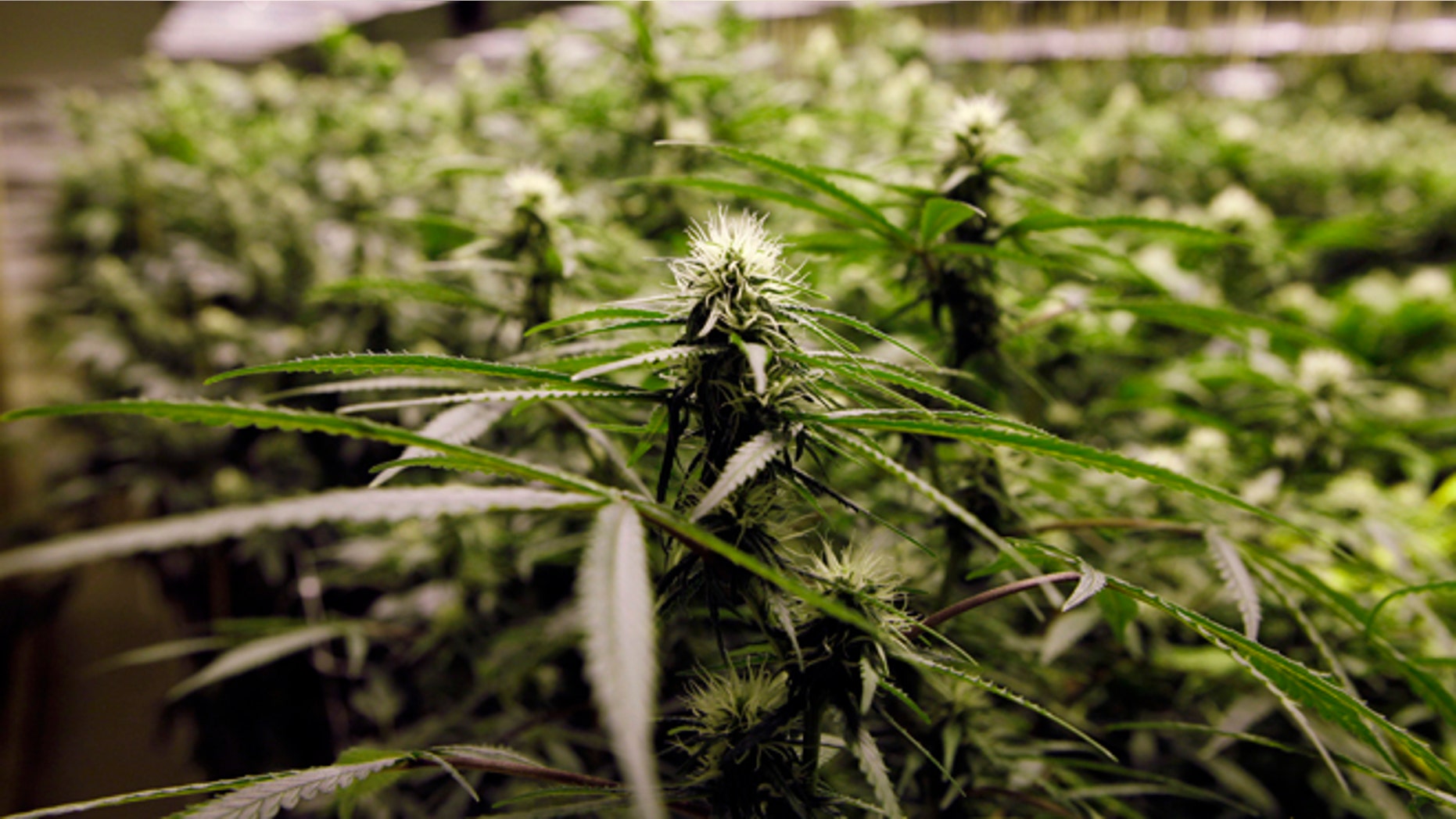 FILE: Nov. 8, 2012: Marijuana plants flourish under the lights at a grow house in Denver.