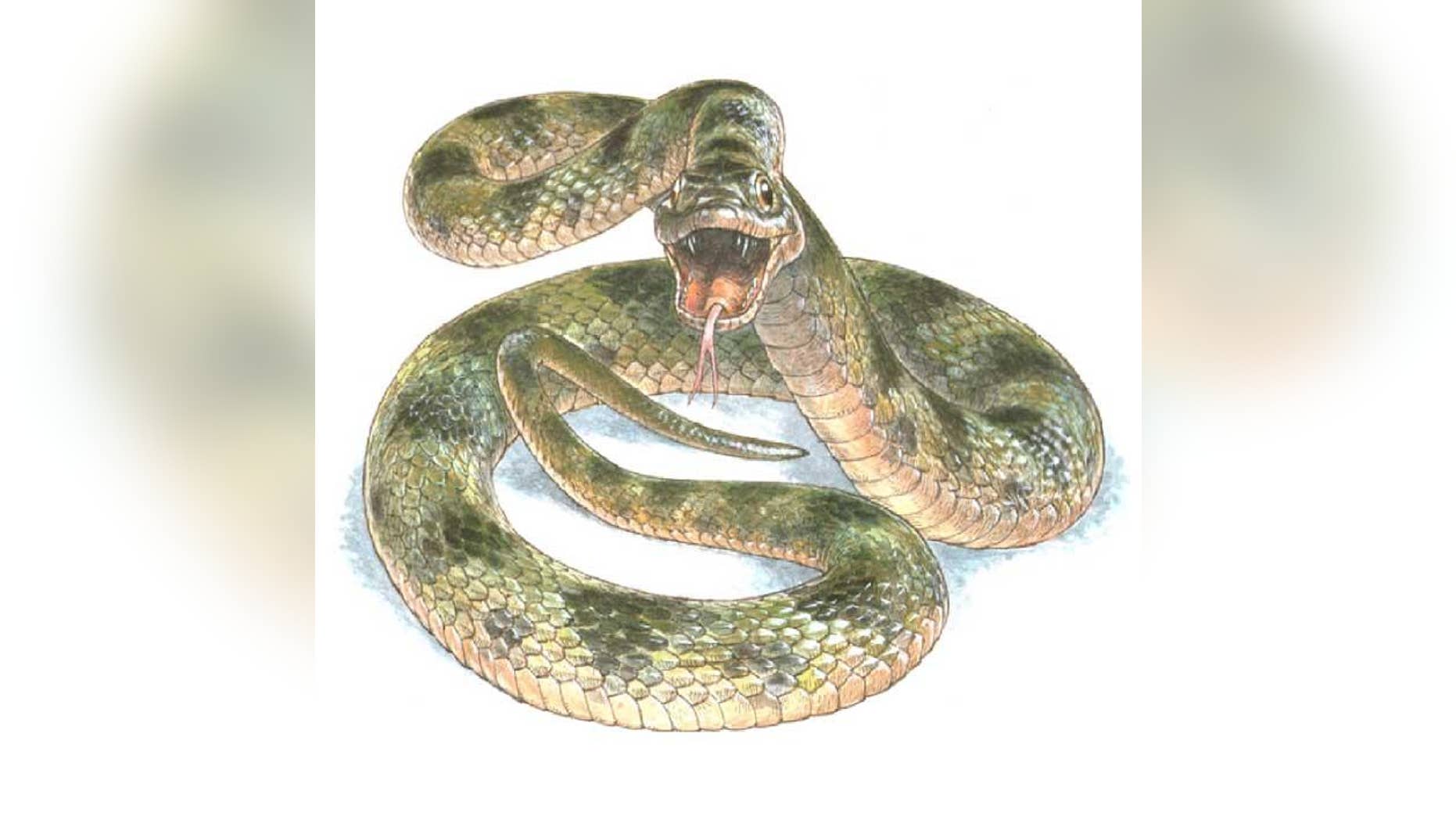 An artist's rendition of the snake, part of the Colubridae family. (Jim Robbins)